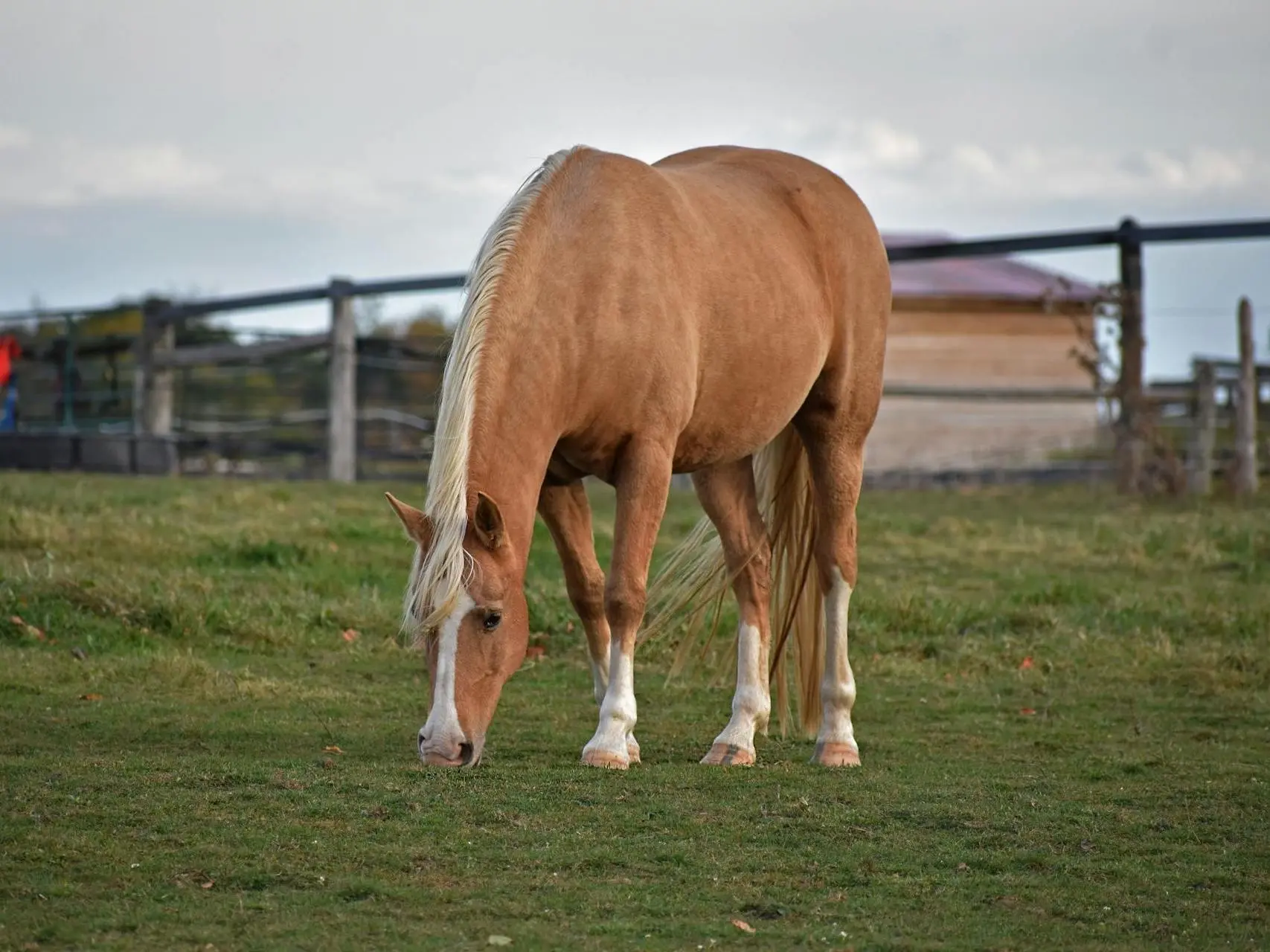 Palomino horse