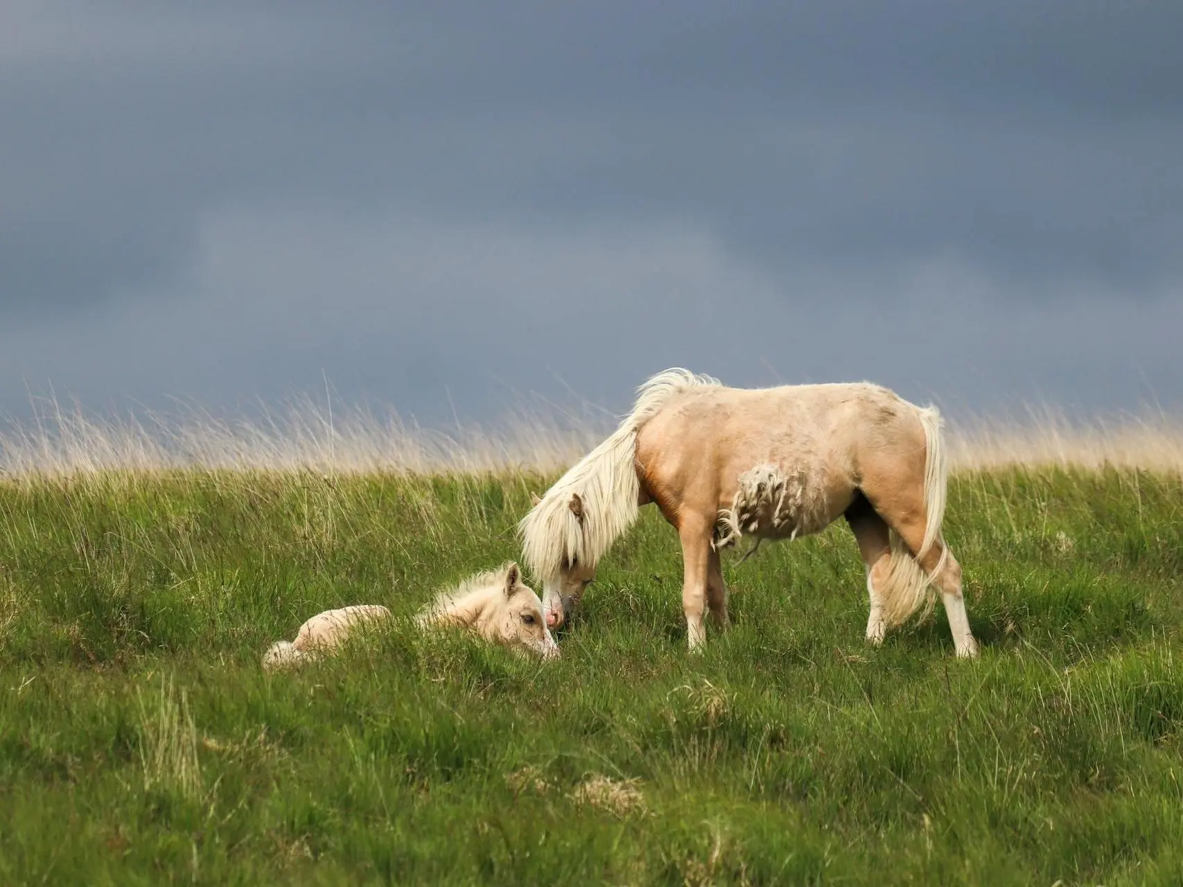 Palomino horse