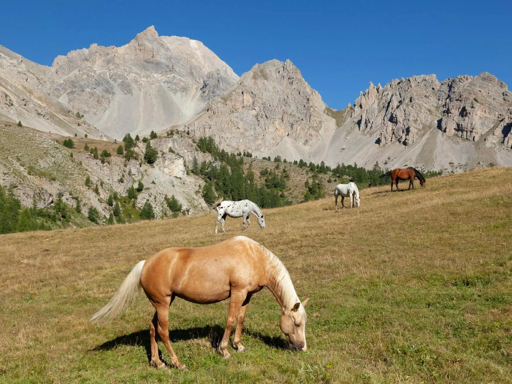 Palomino horse