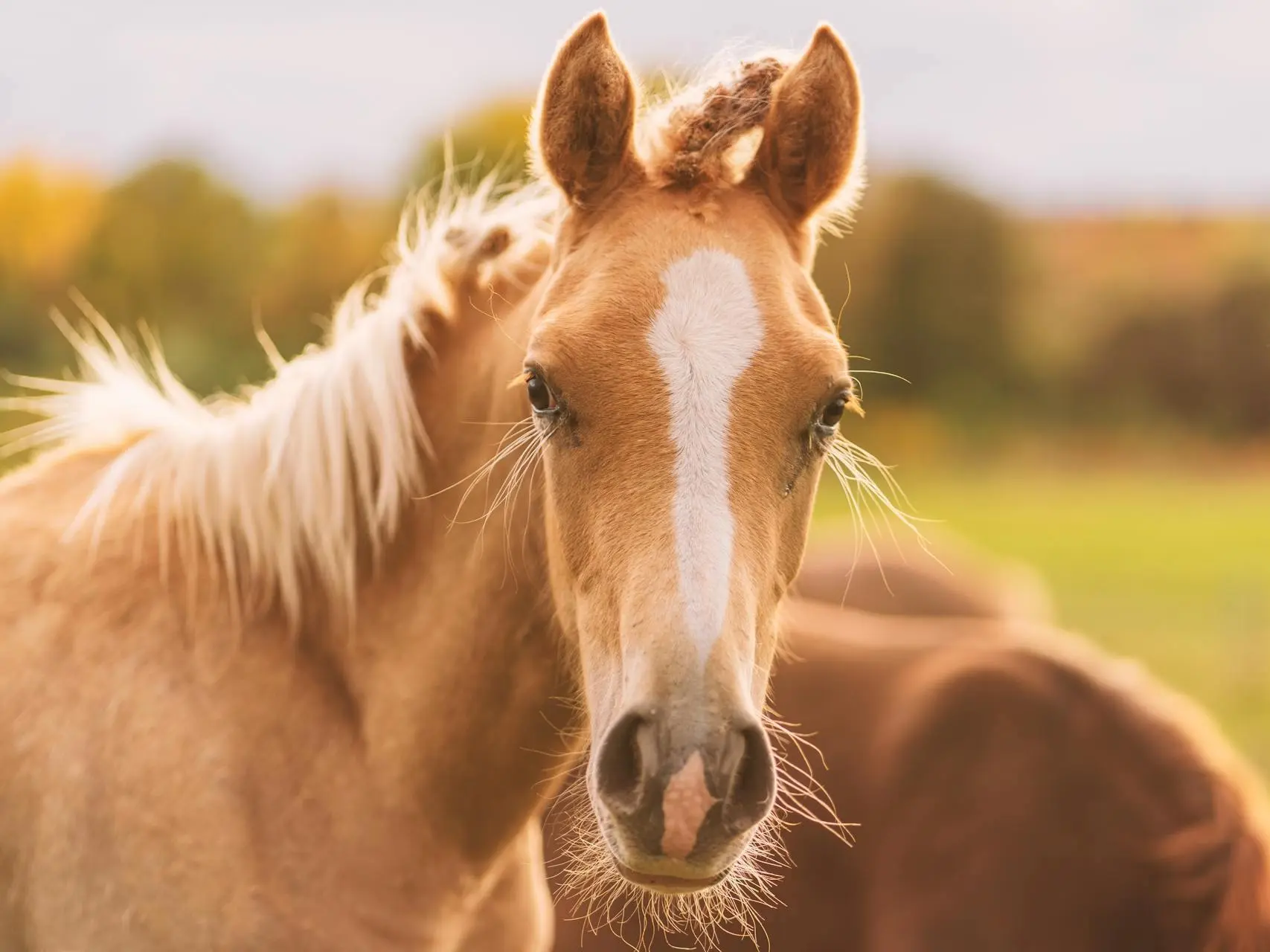 Palomino horse