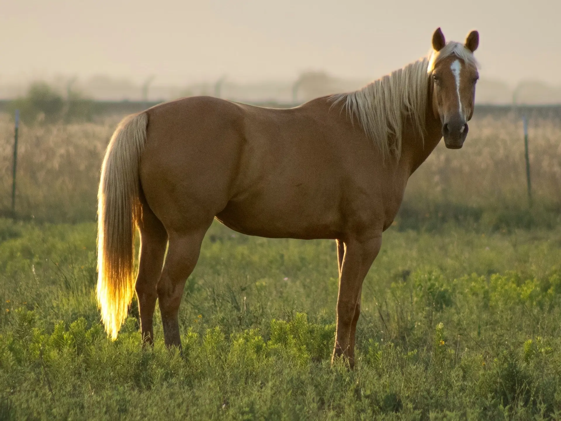 Palomino horse