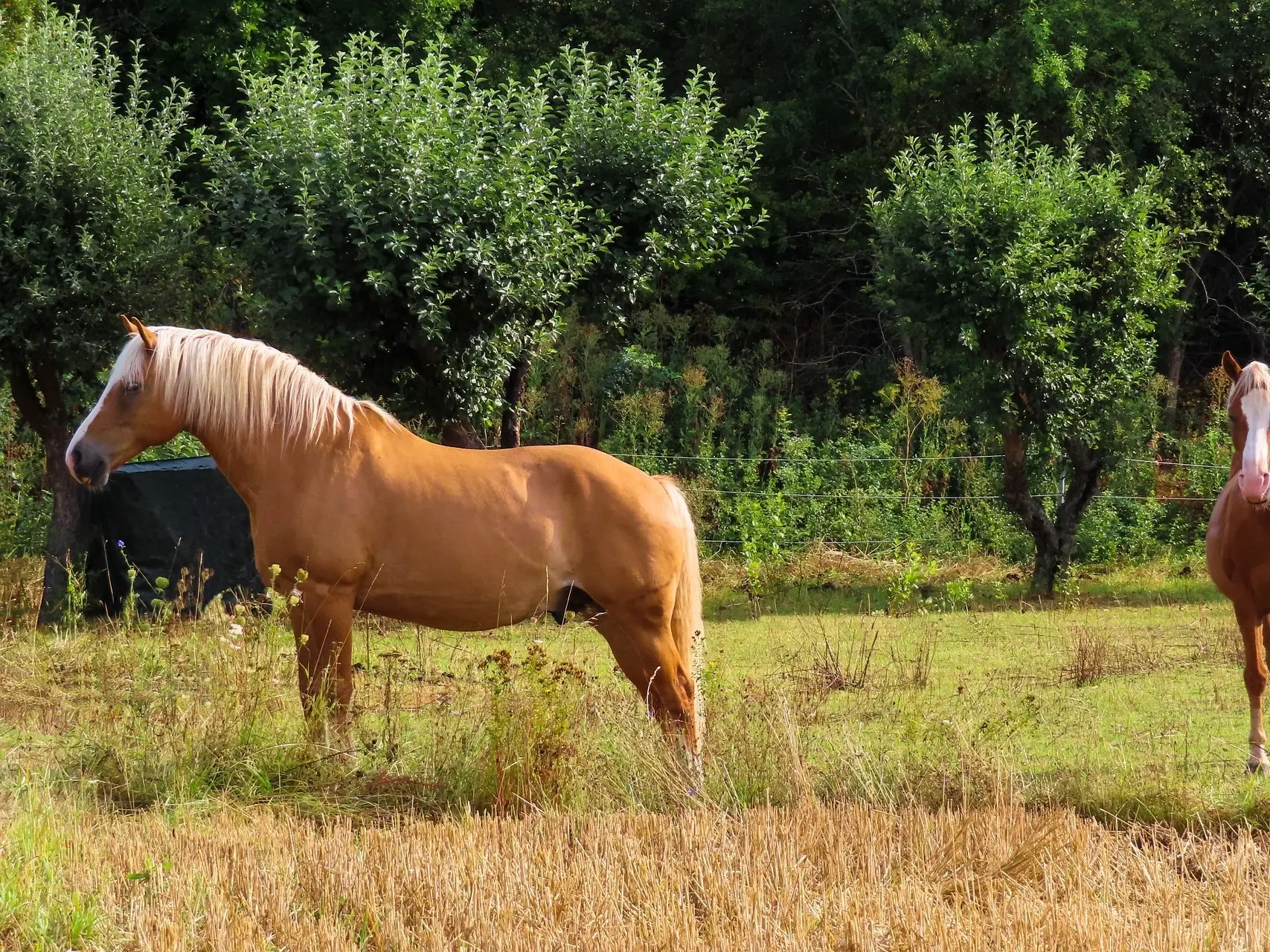 Palomino horse