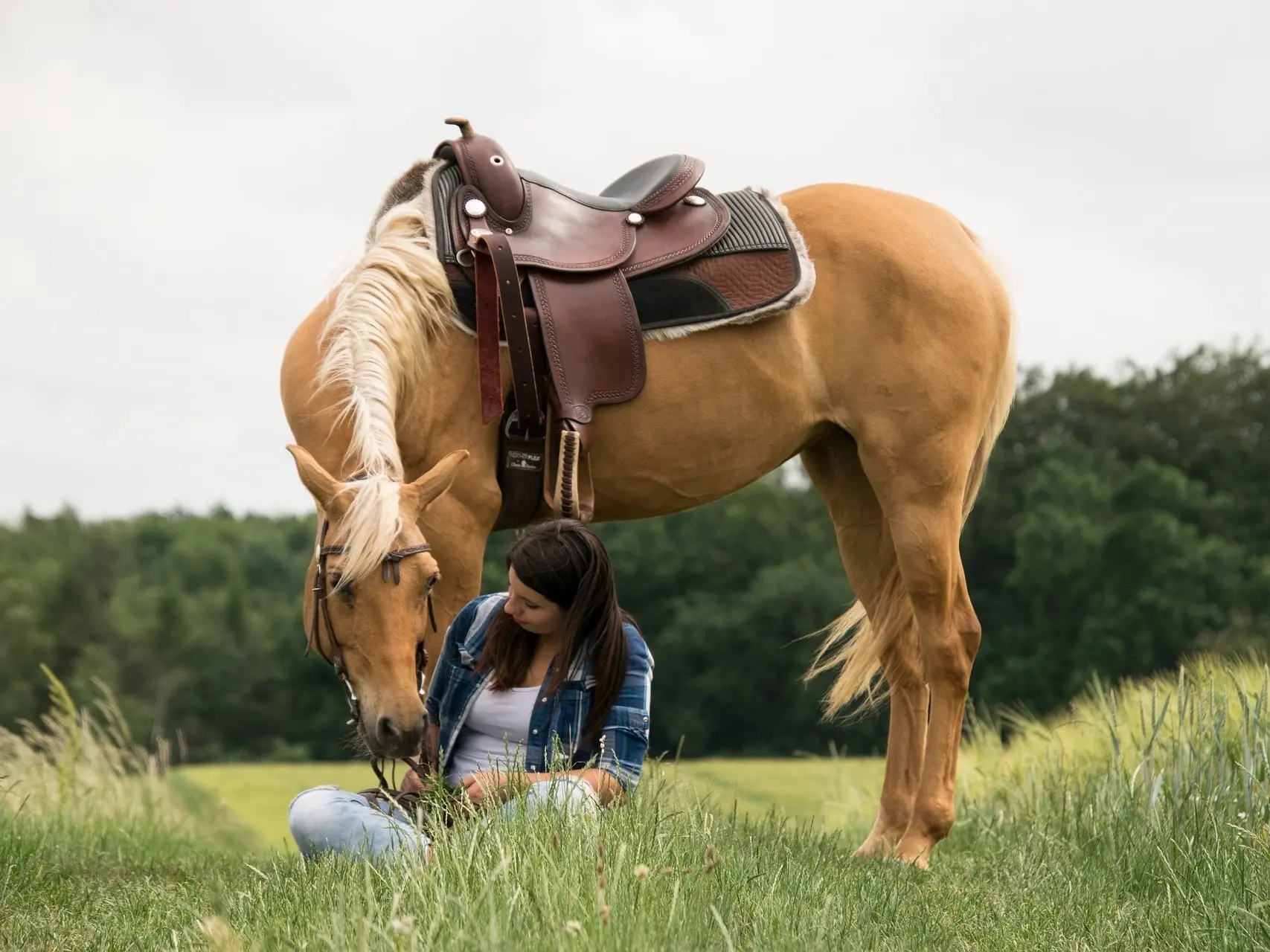 Palomino horse