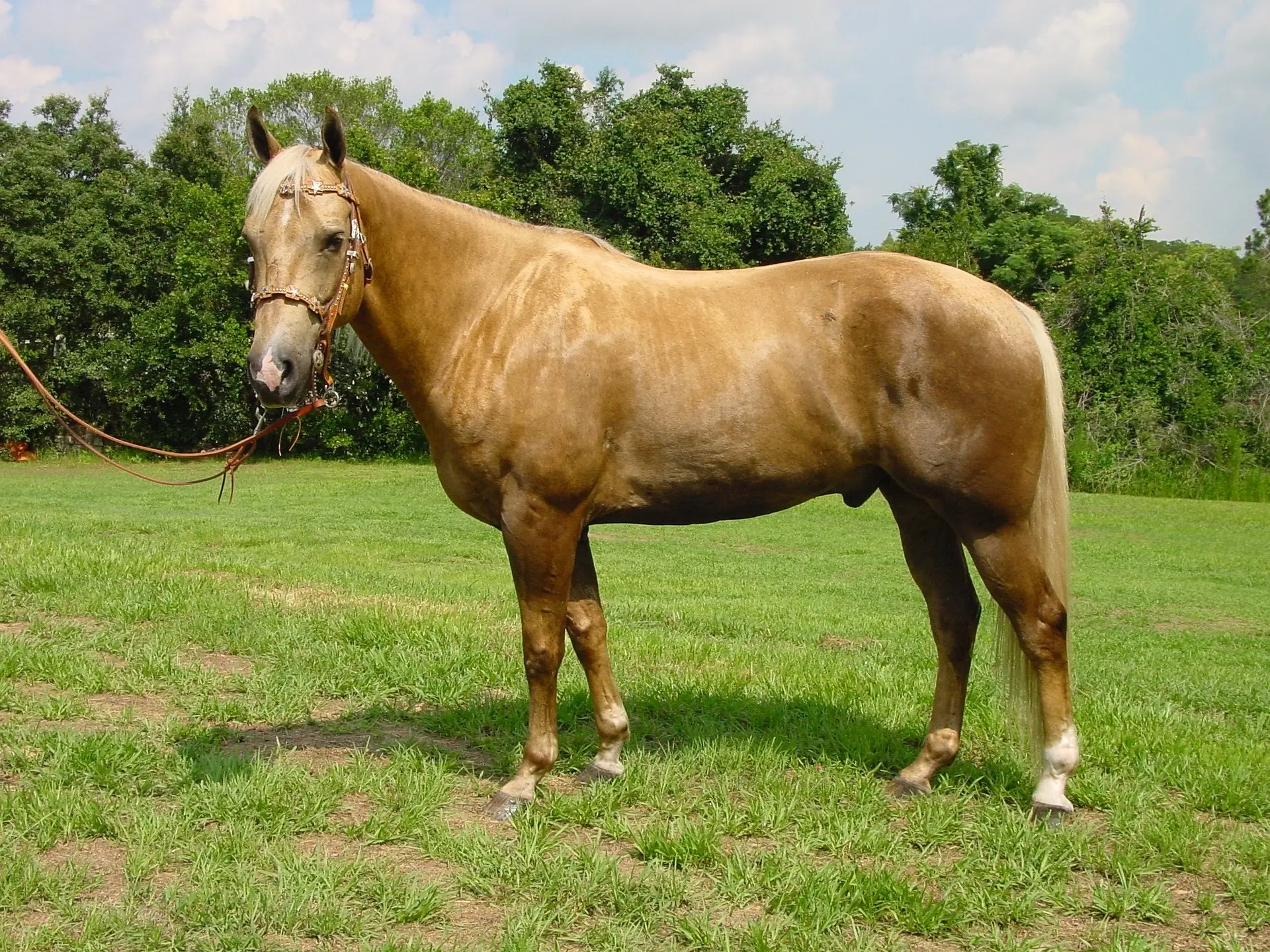 Palomino horse