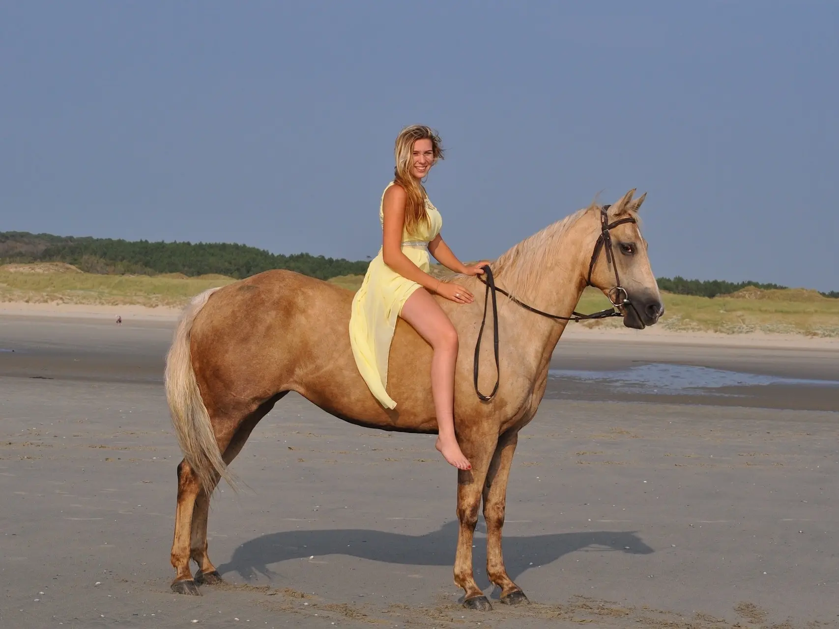 Palomino horse