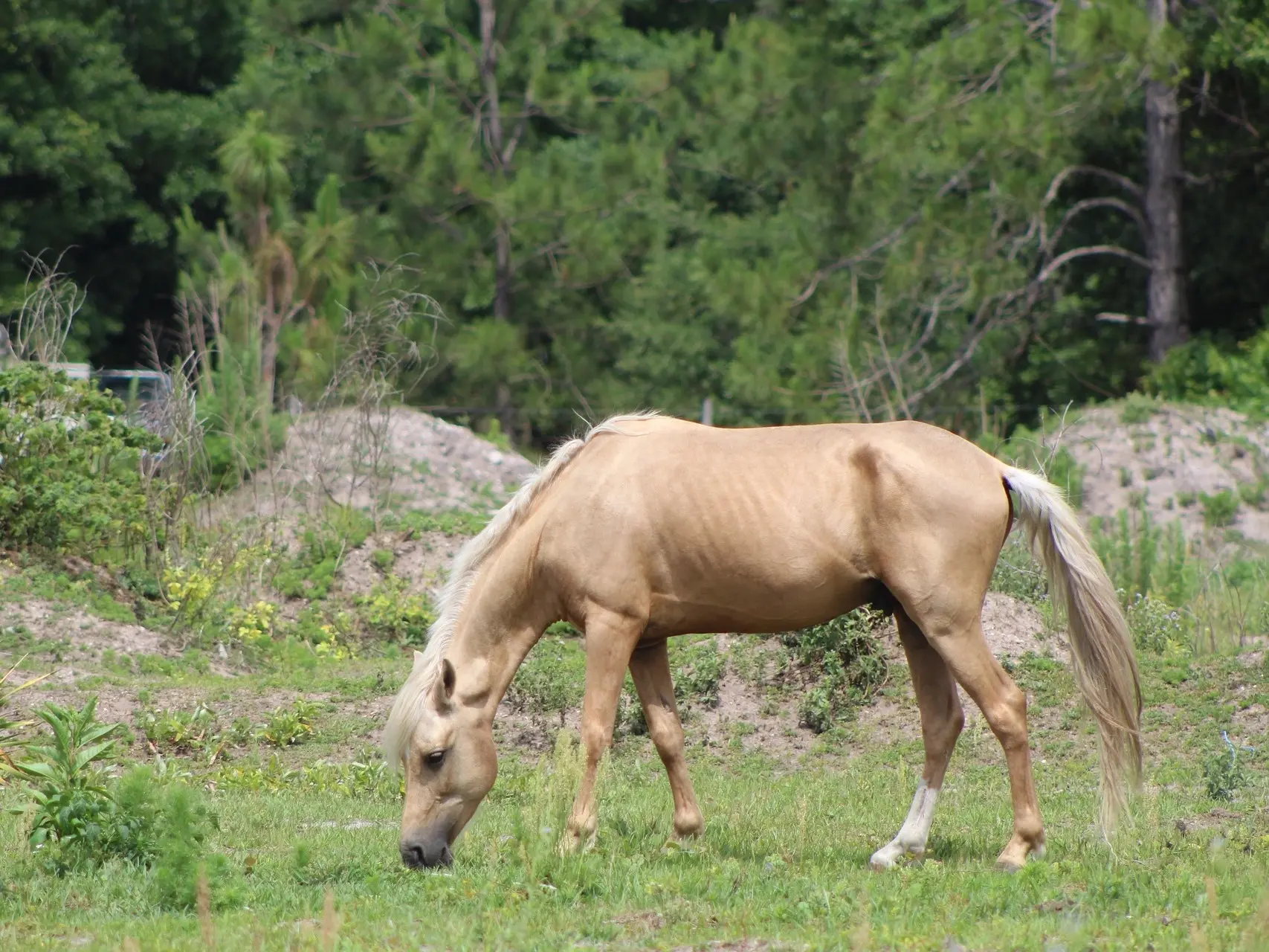 Palomino horse