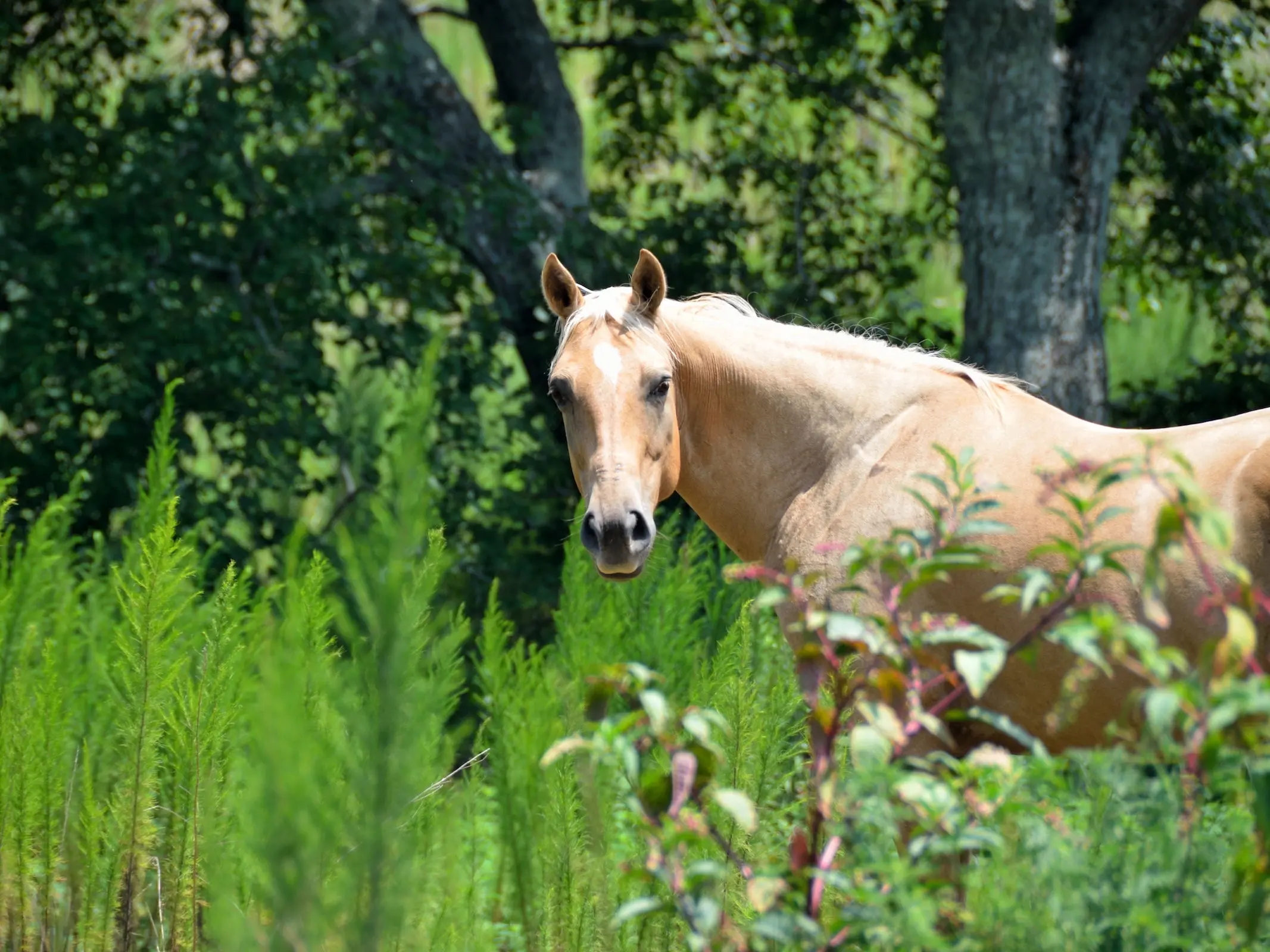 Palomino horse