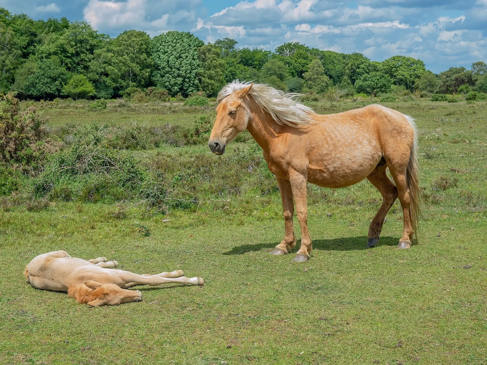 Palomino horse