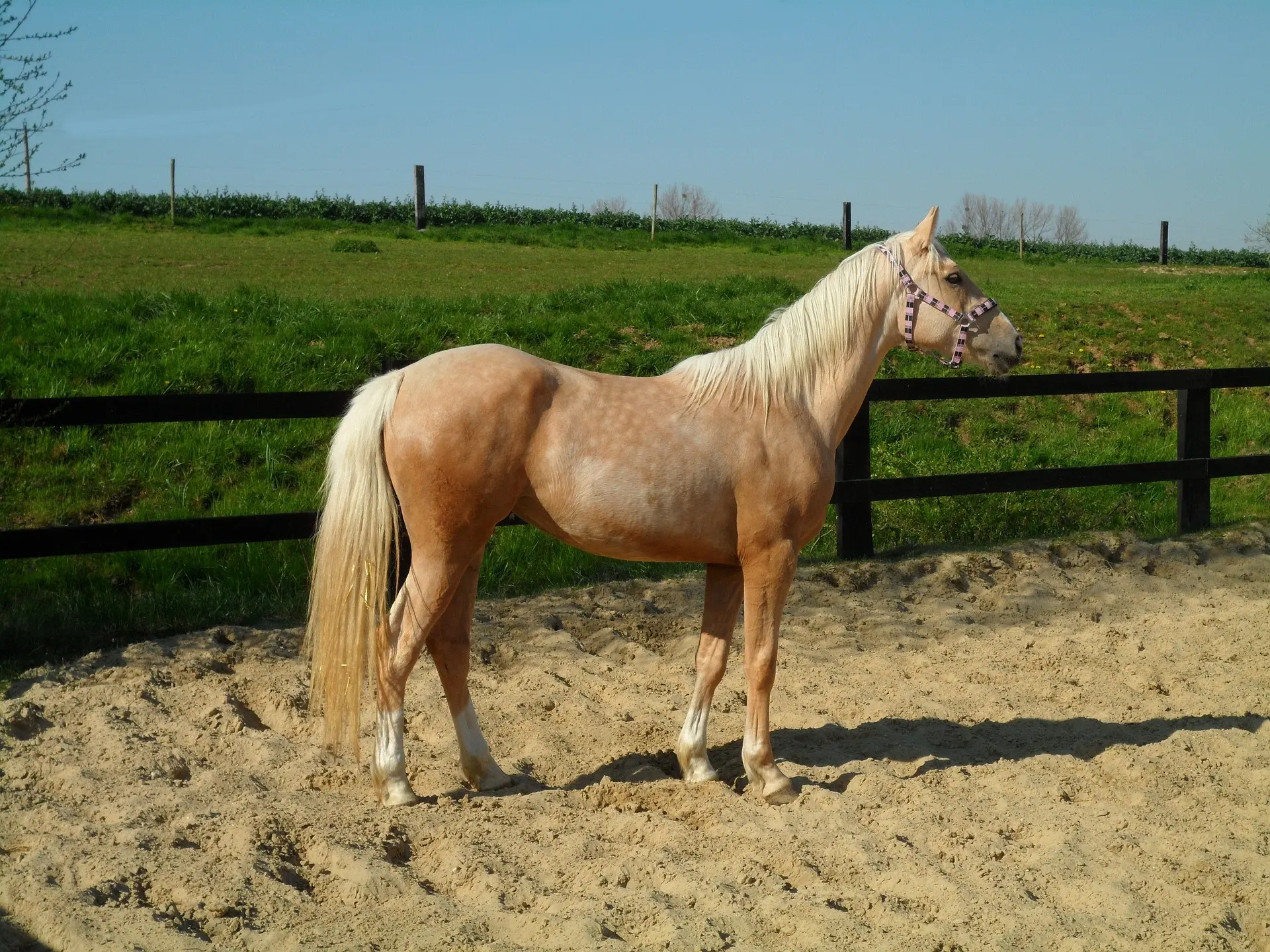 Palomino horse