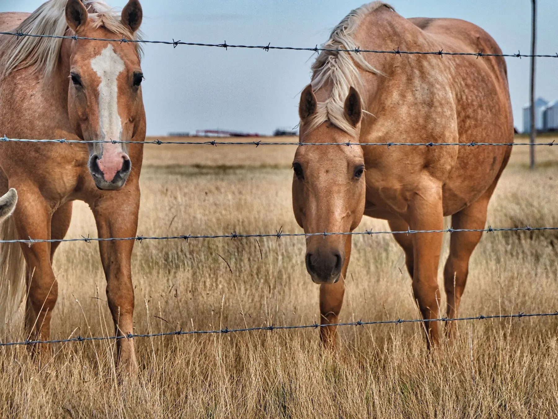 Palomino horse