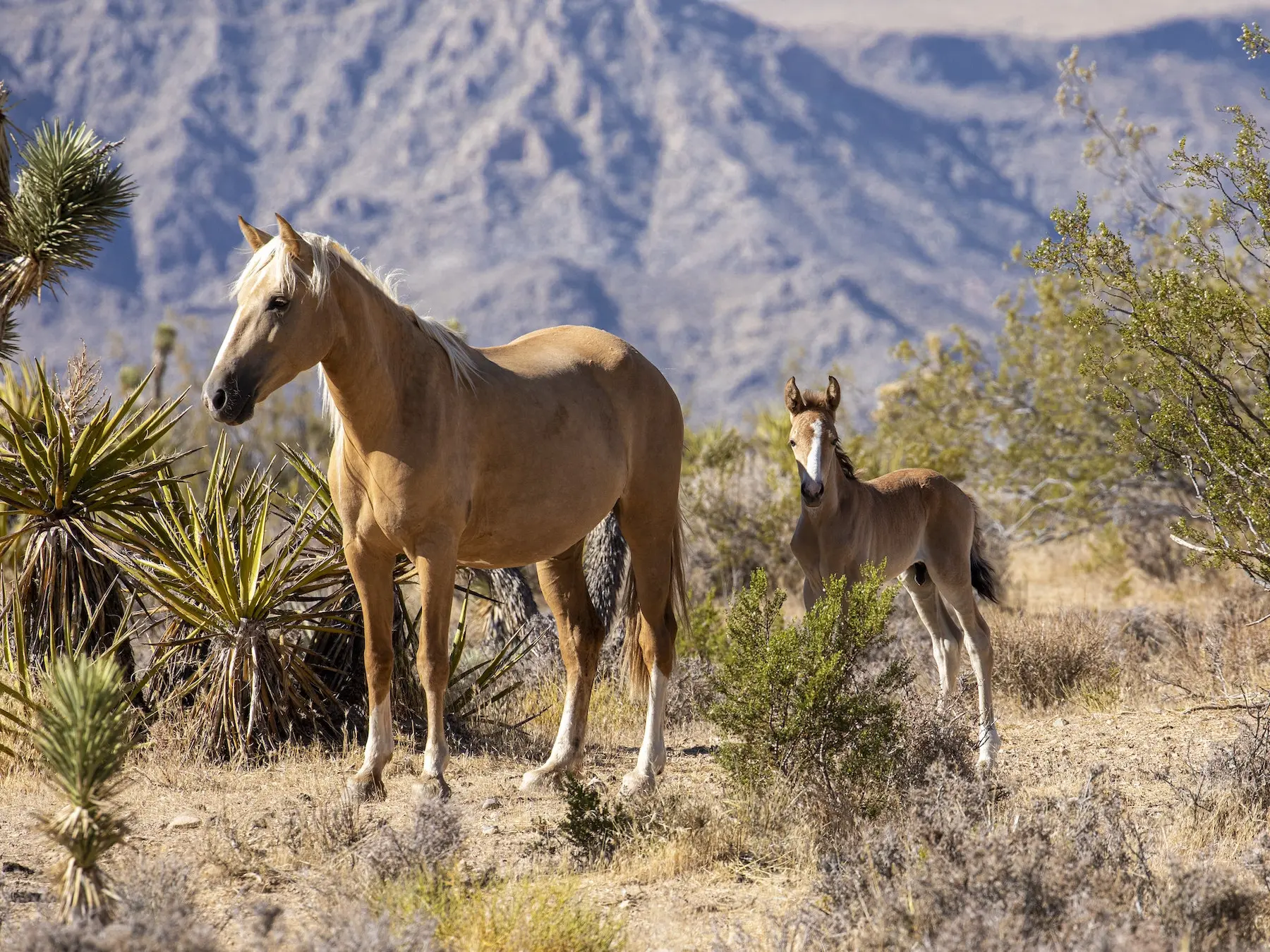 Palomino horse