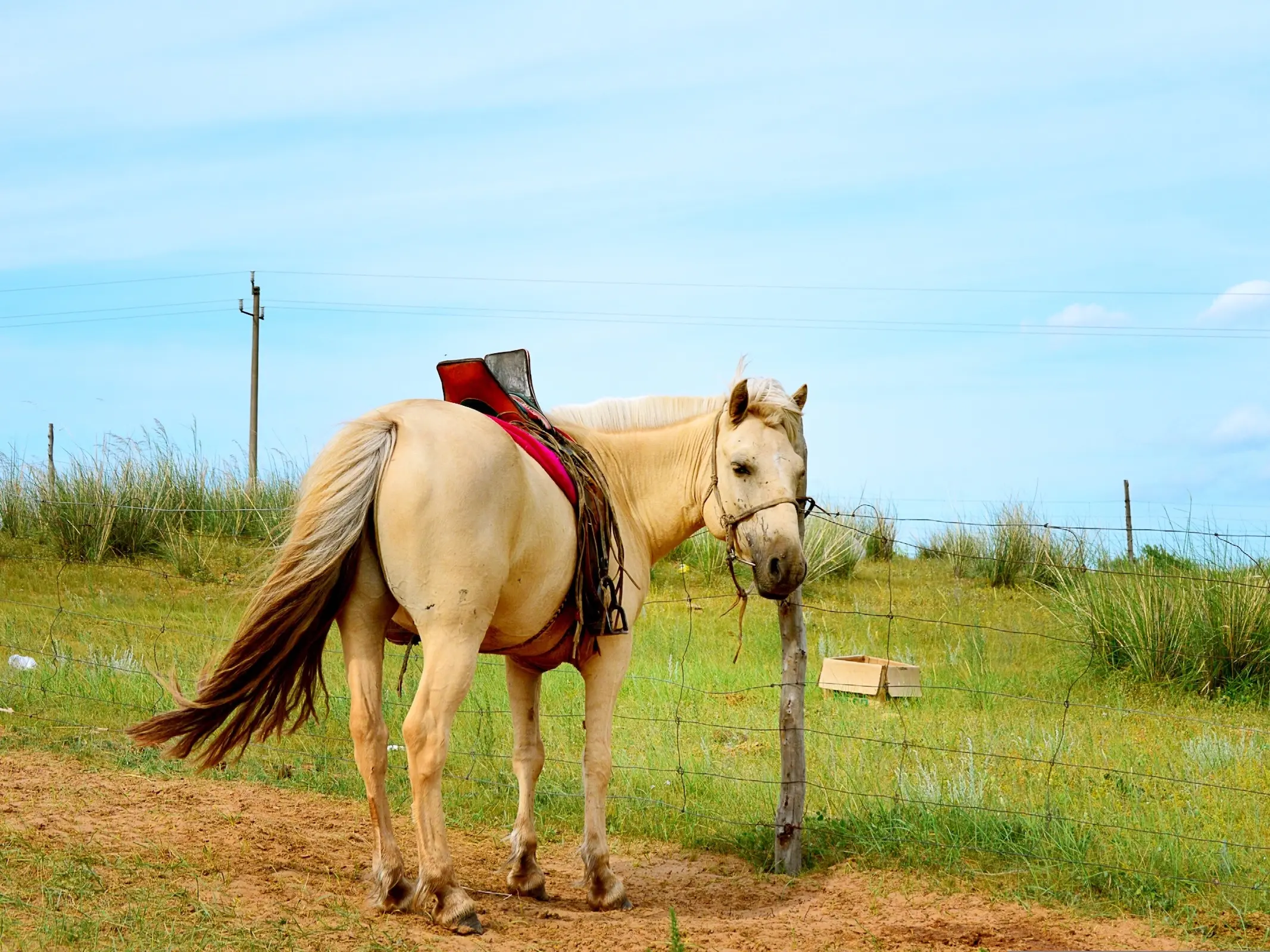 Pearl Cream horse