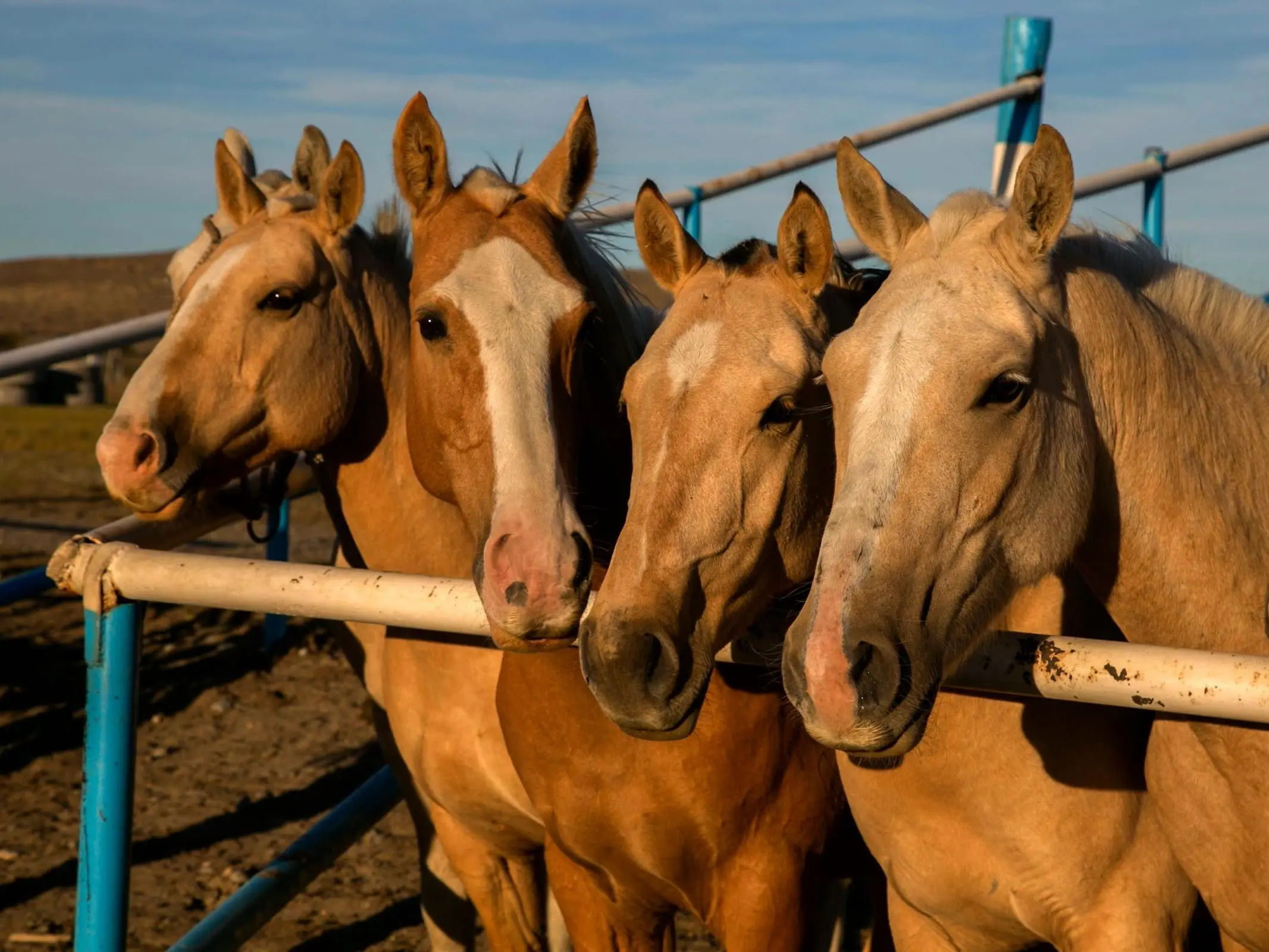 Palomino horse