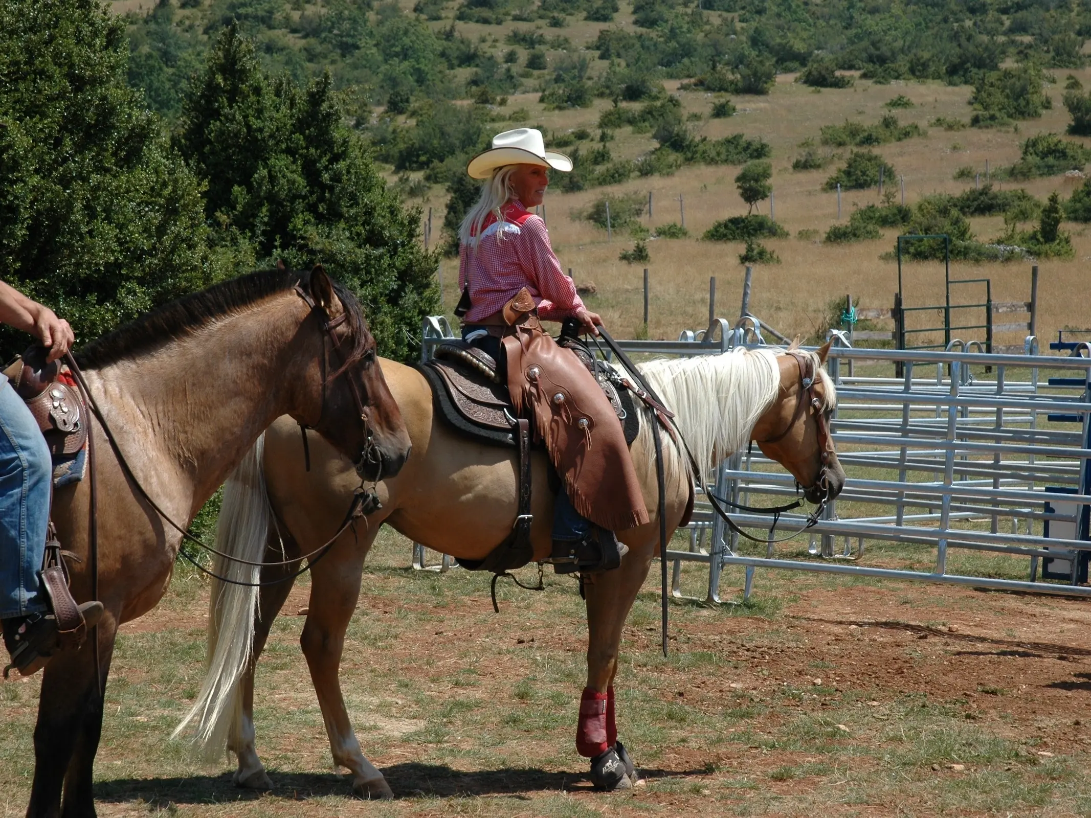 Palomino horse