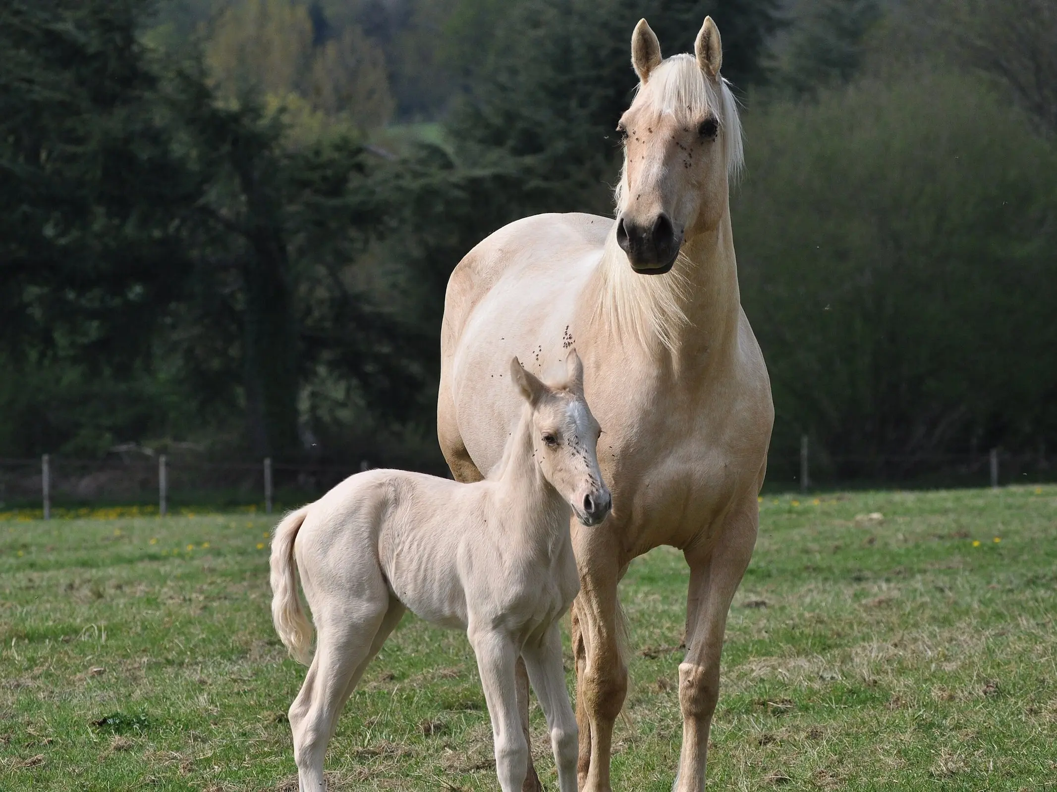 Palomino horse