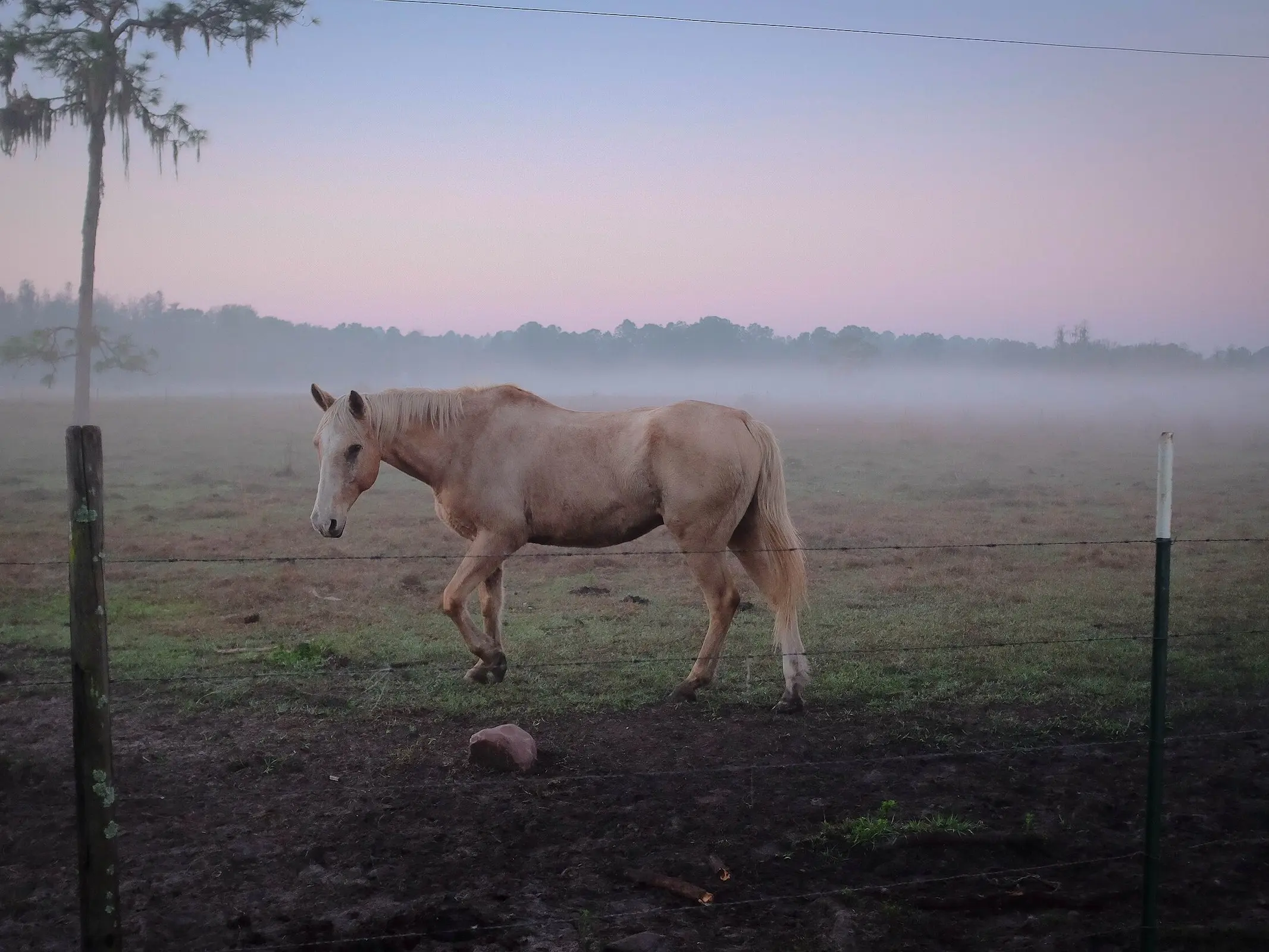 Palomino horse