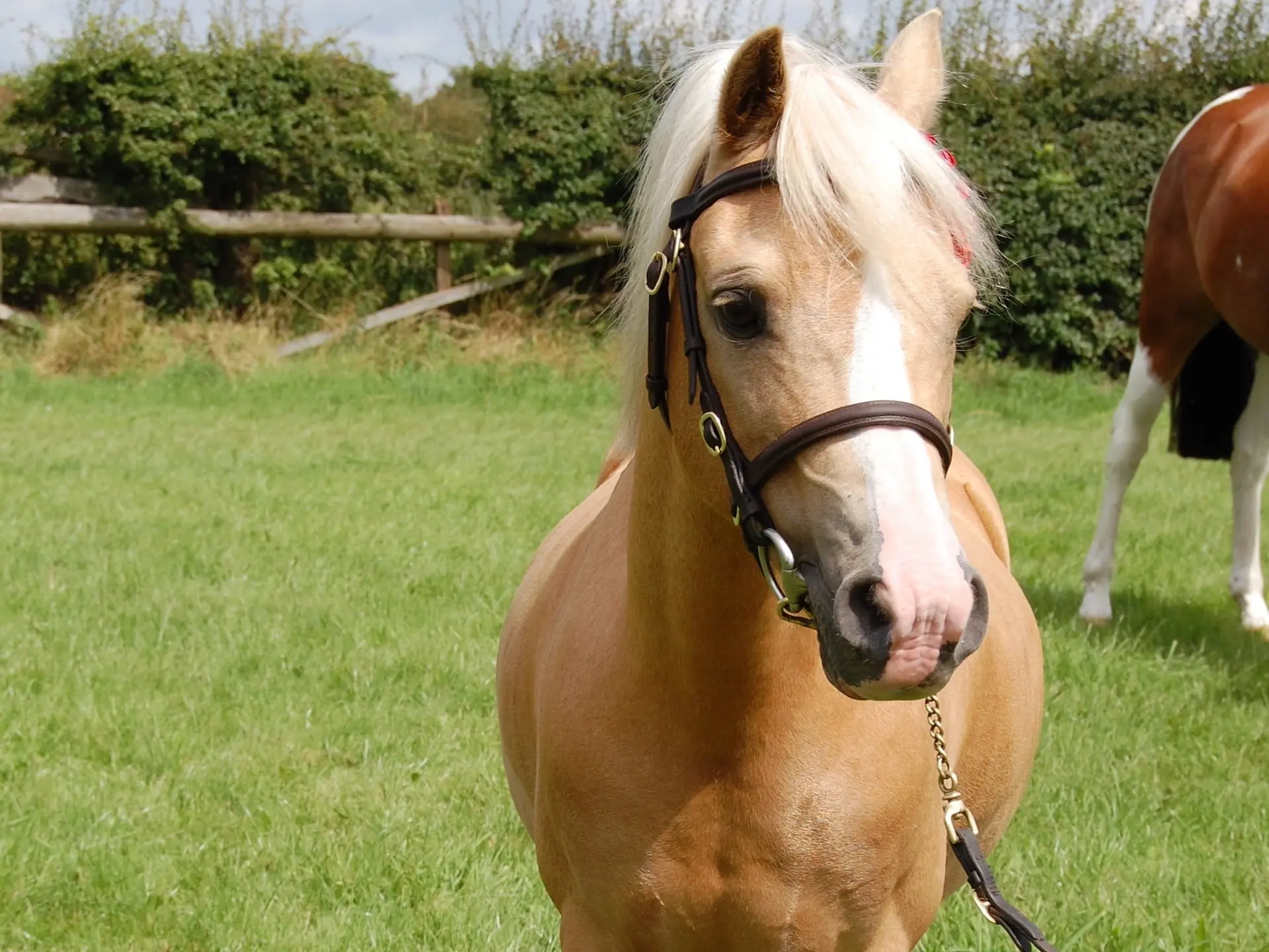 Palomino horse