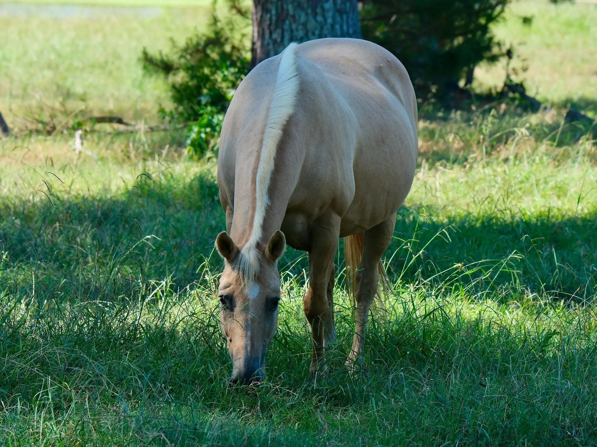 Palomino horse