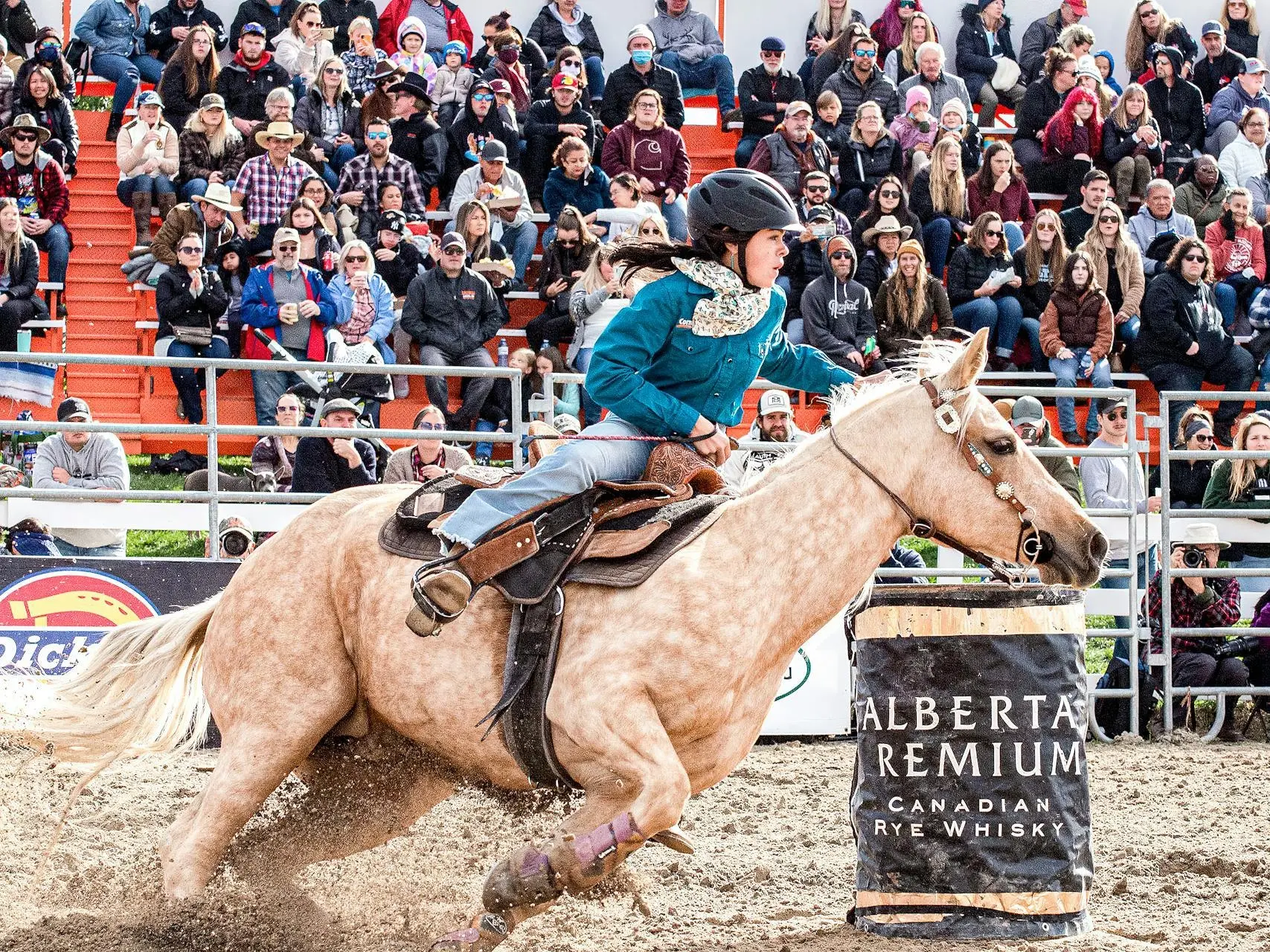 Palomino horse