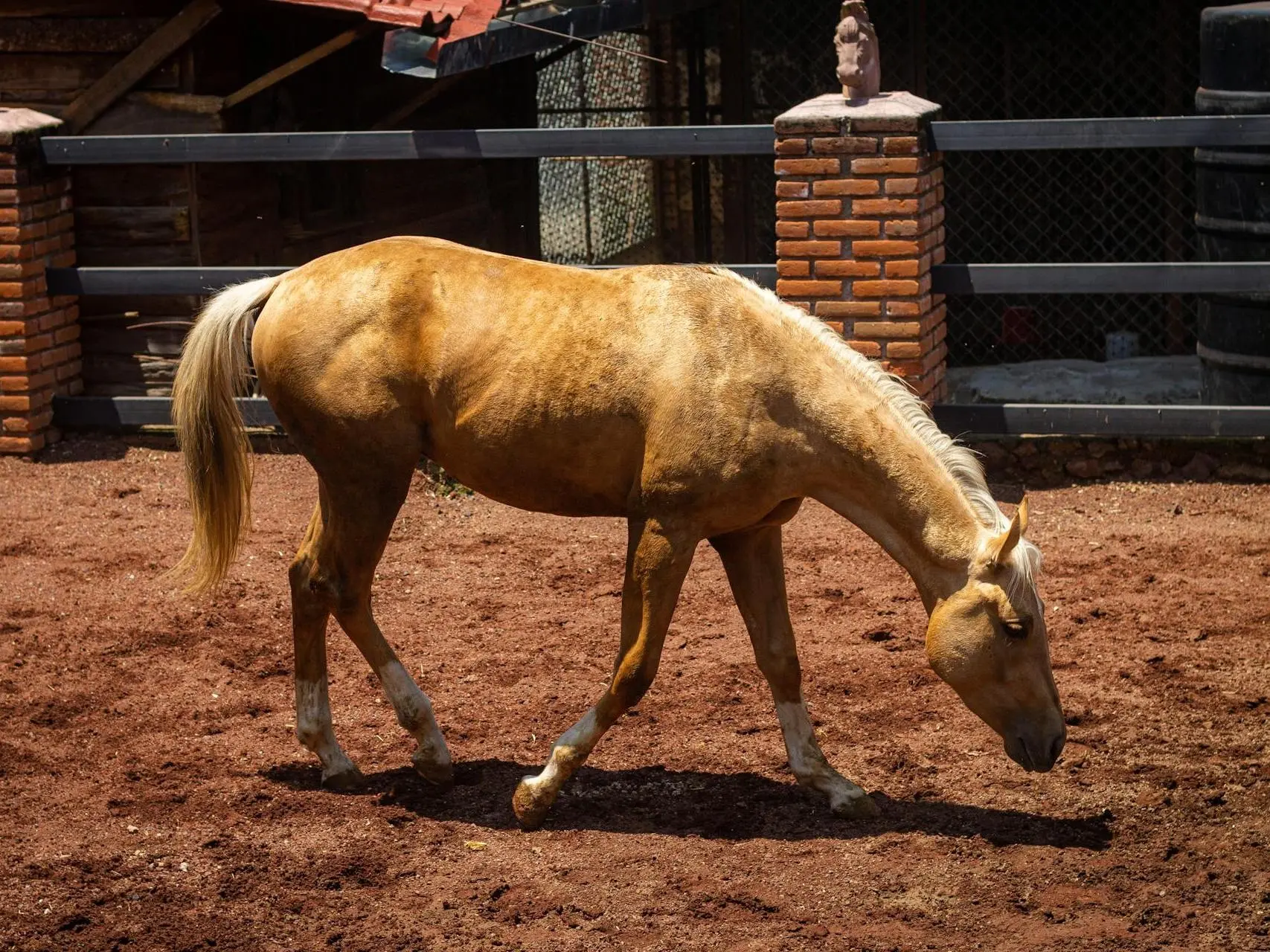 Palomino horse