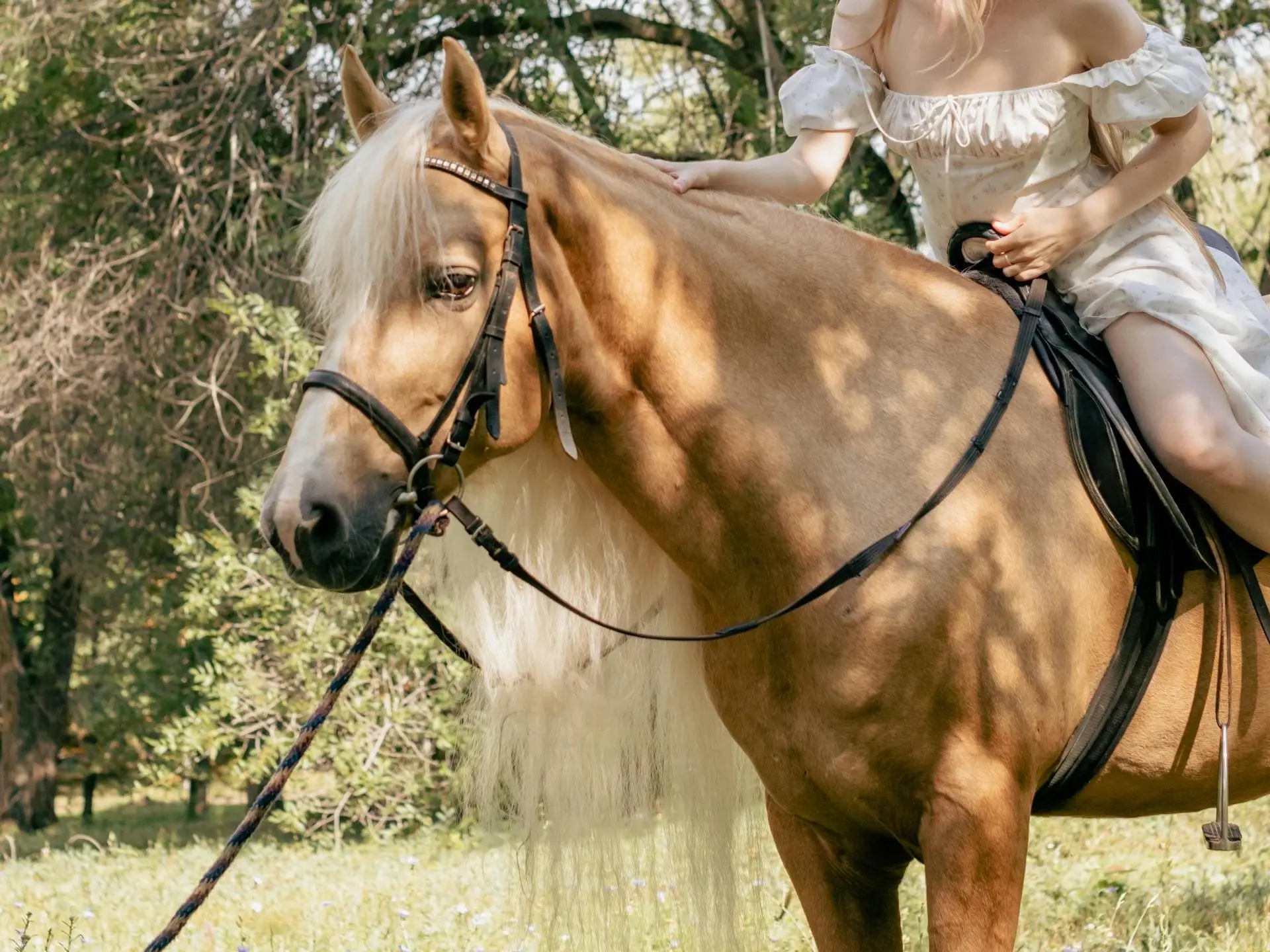 Palomino horse