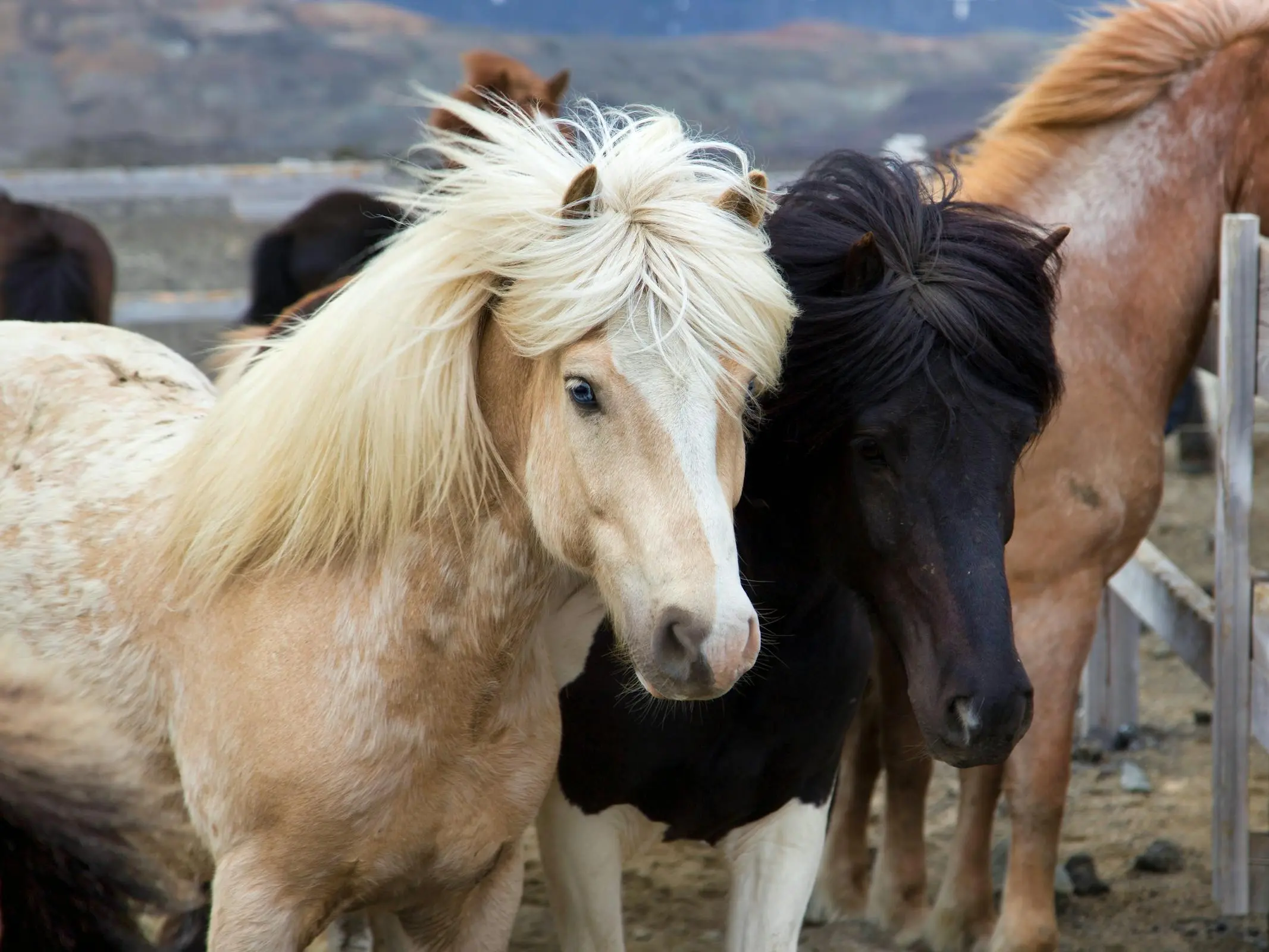 Pinto cream horse