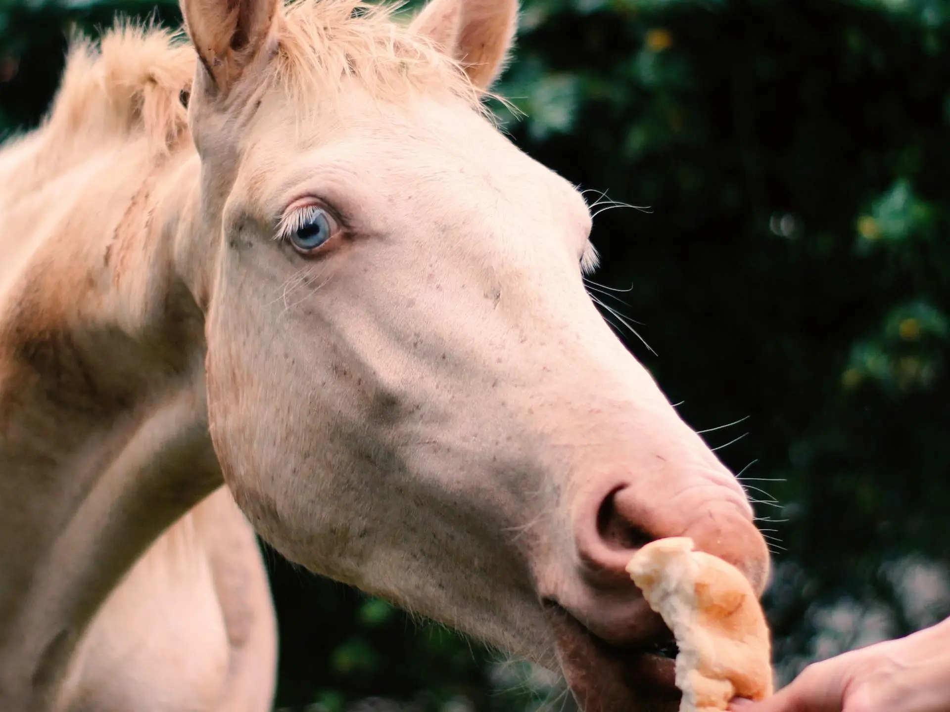 Perlino horse