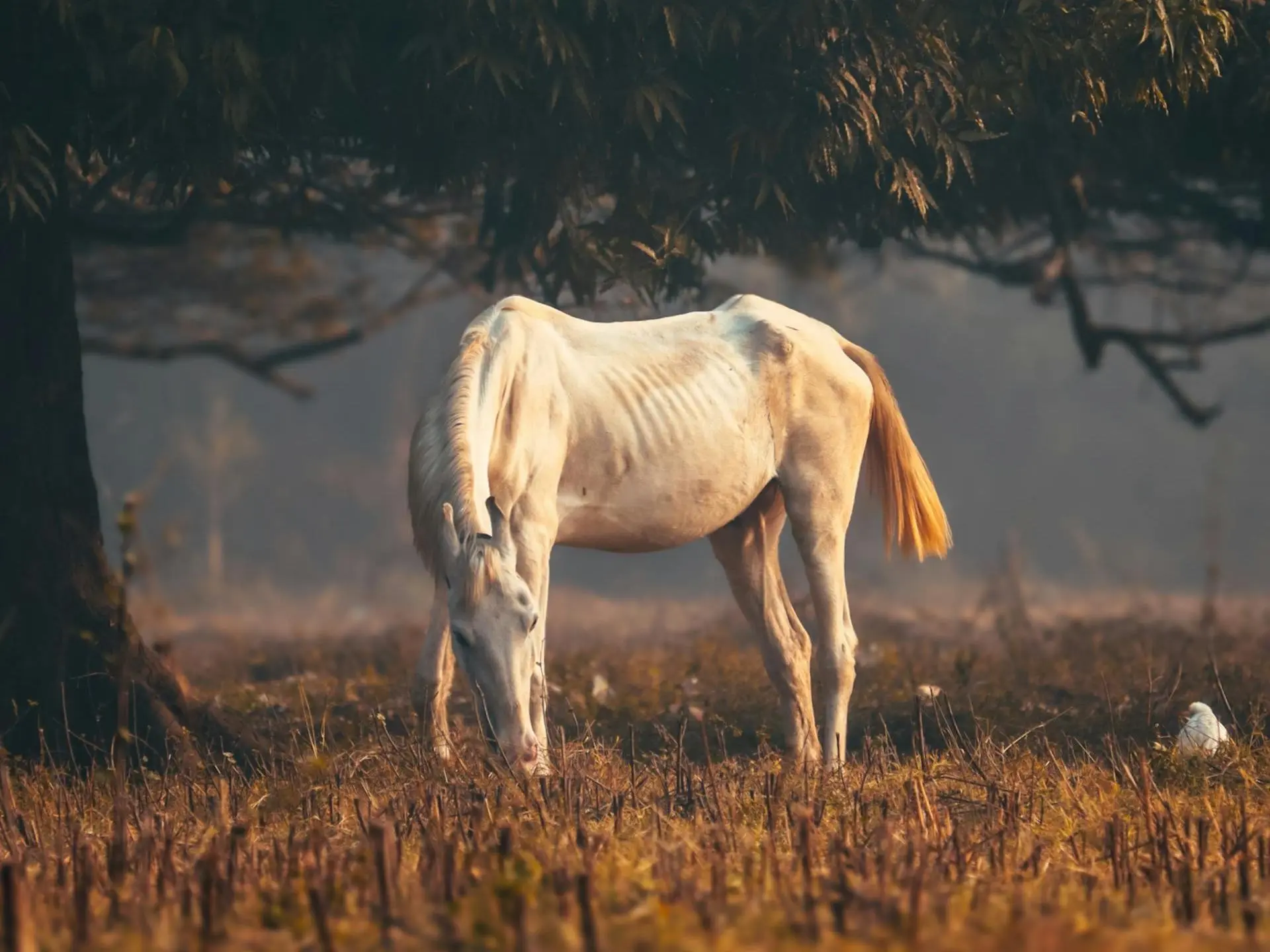 Perlino horse