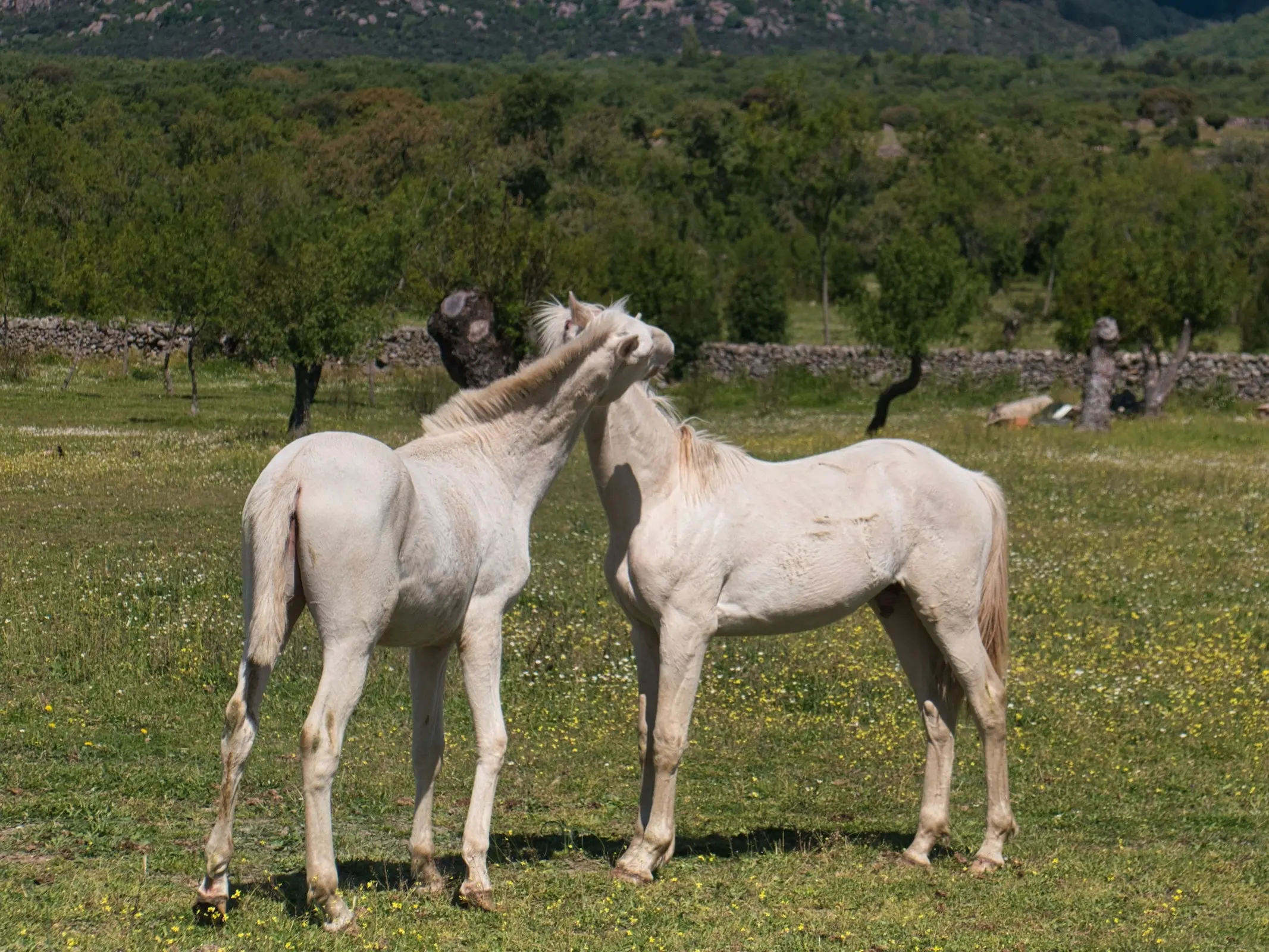 Perlino horse