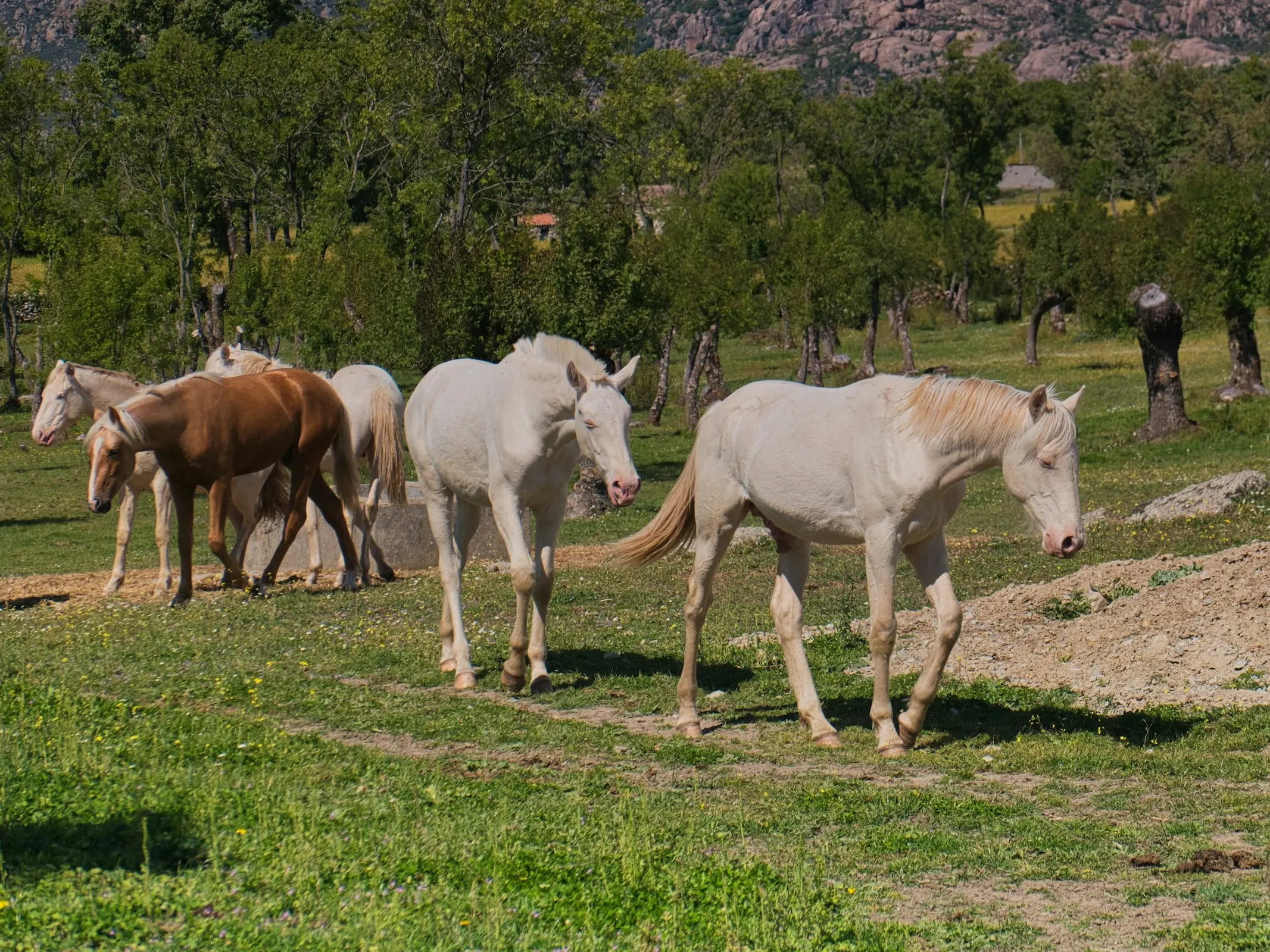 Perlino horse