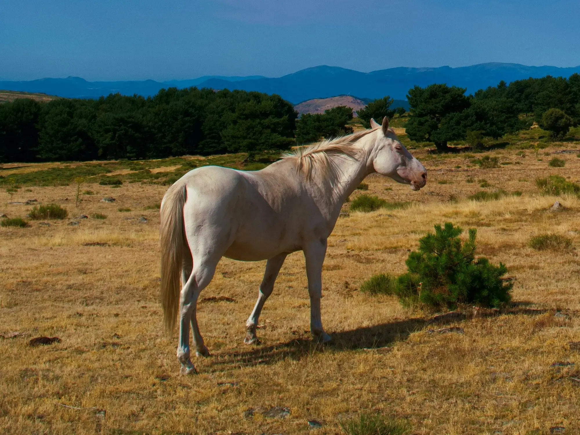 Perlino horse