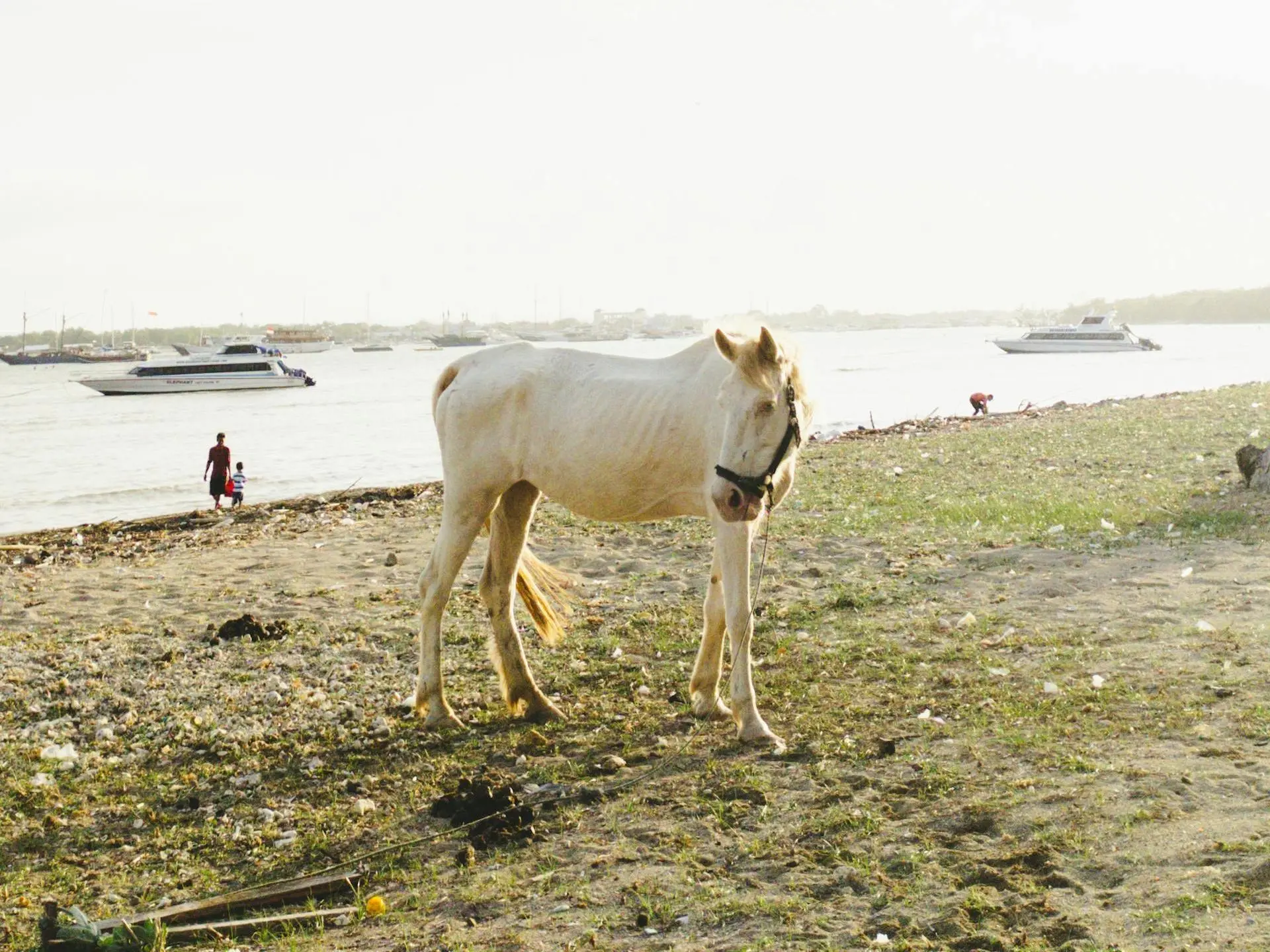 Perlino horse