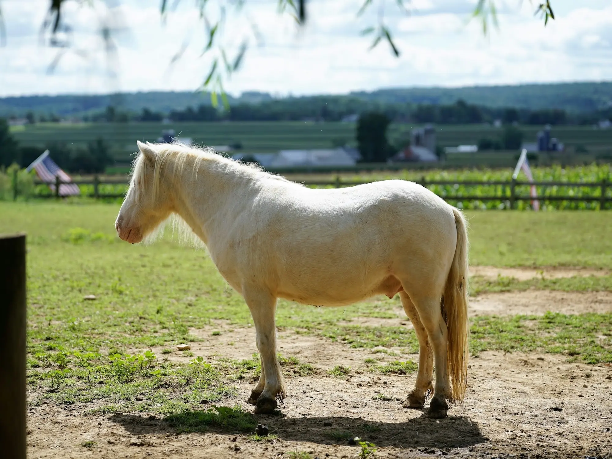 Seal cream horse