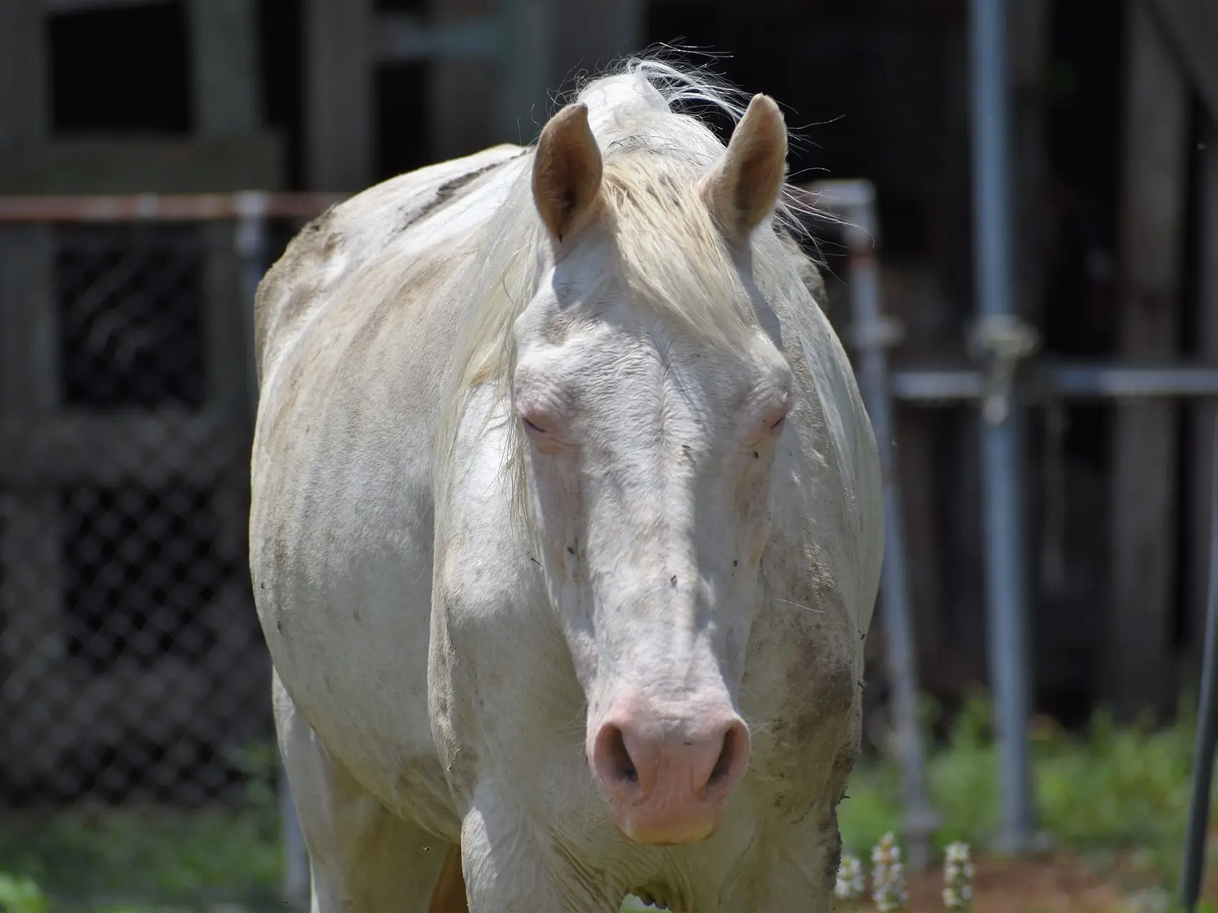 Cremello horse