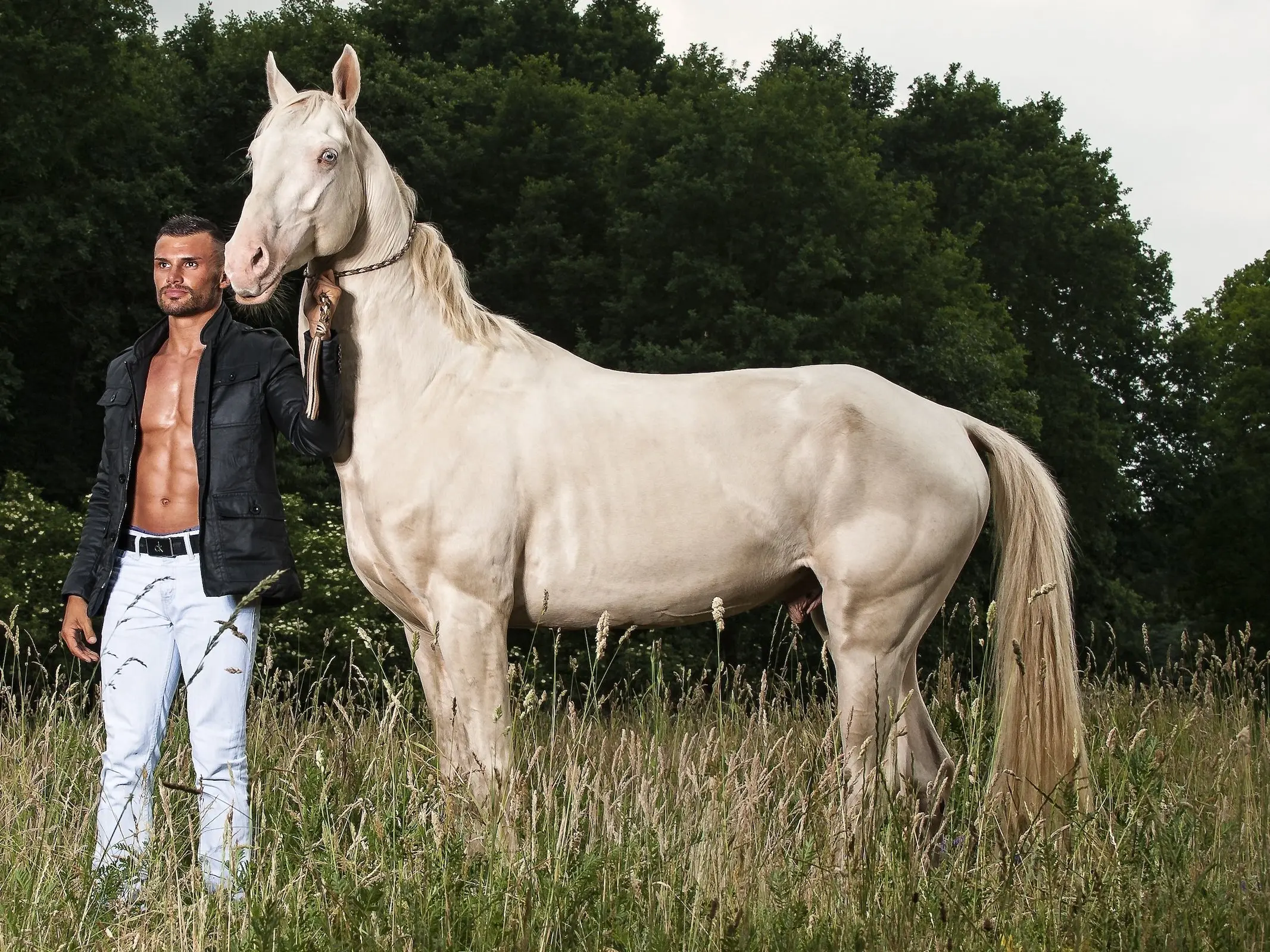 Akhal-Teke Horse