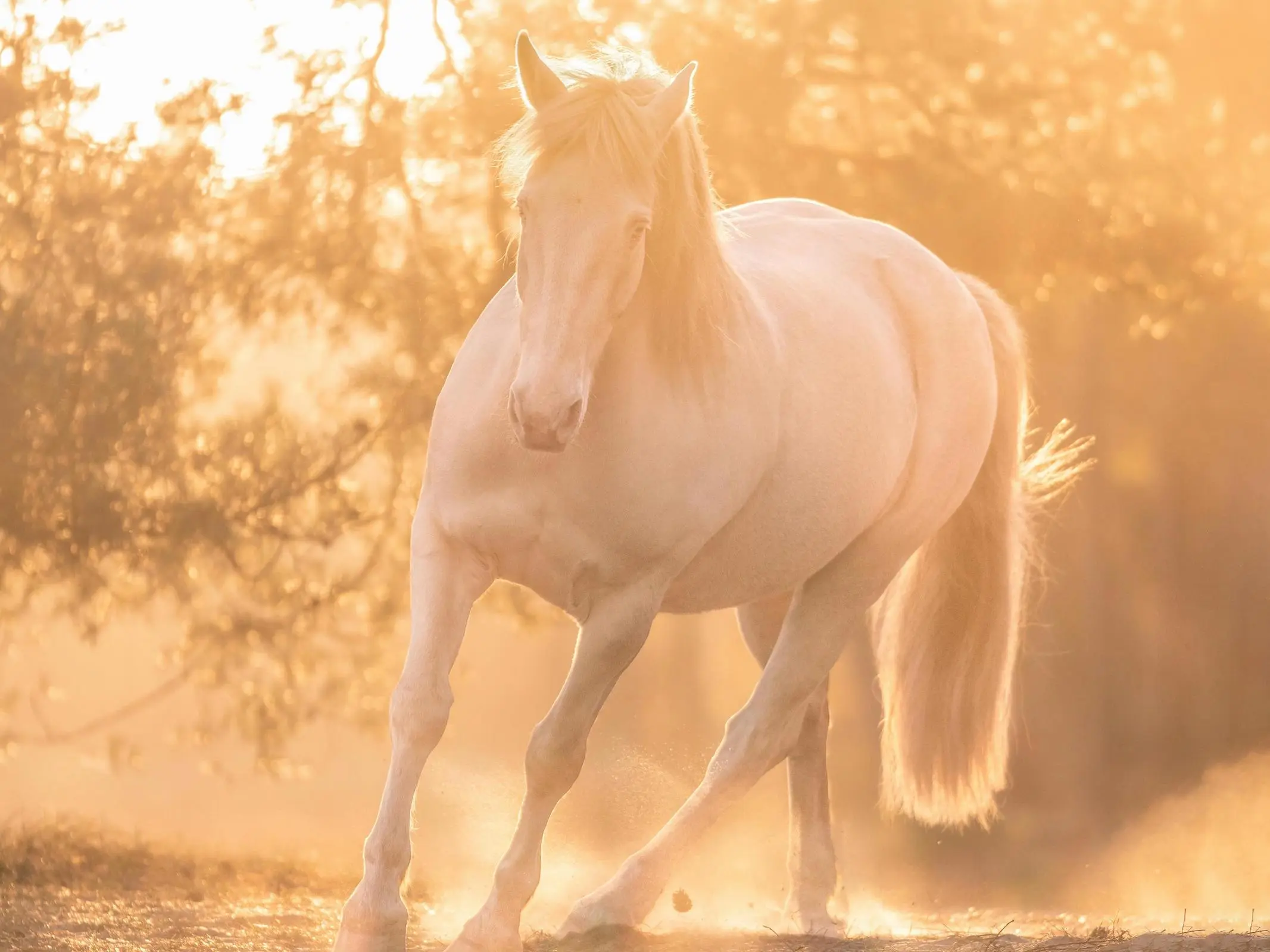 Smoky cream horse