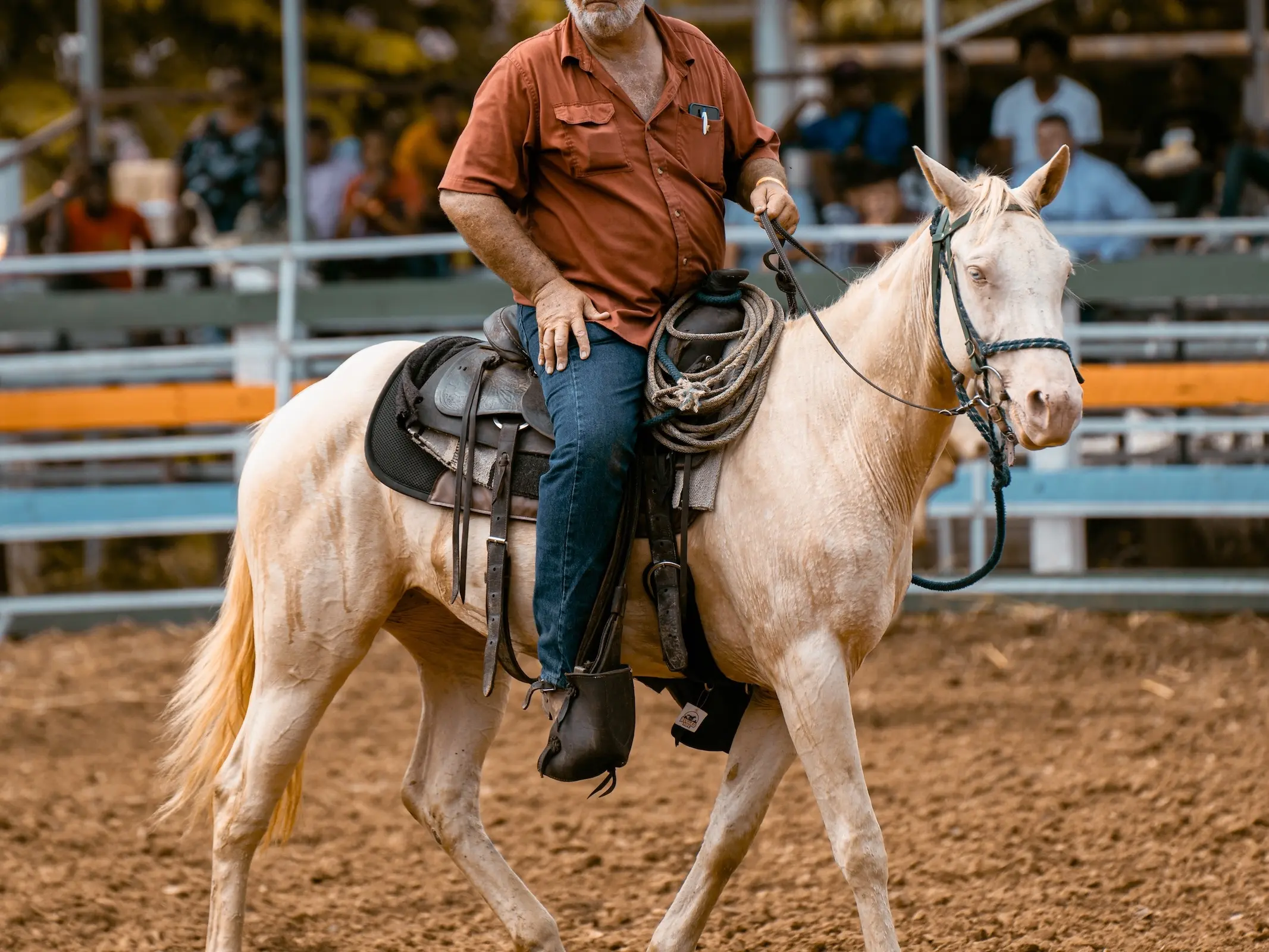 Smoky cream horse