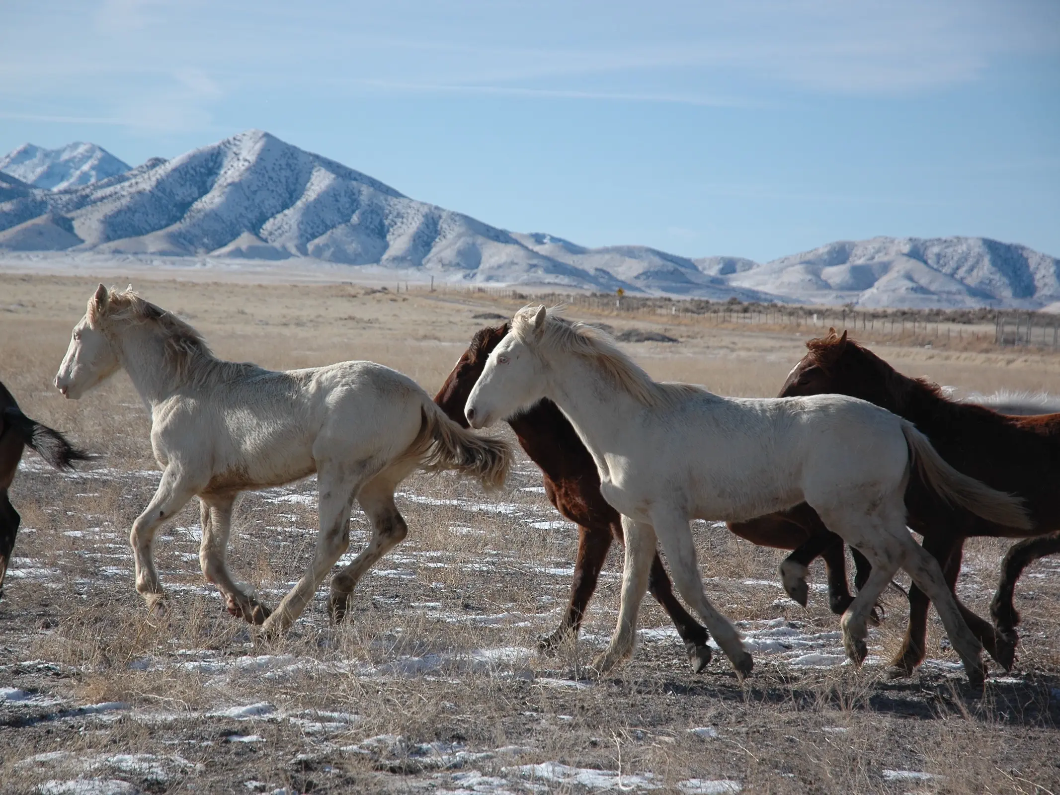 Cremello horses running