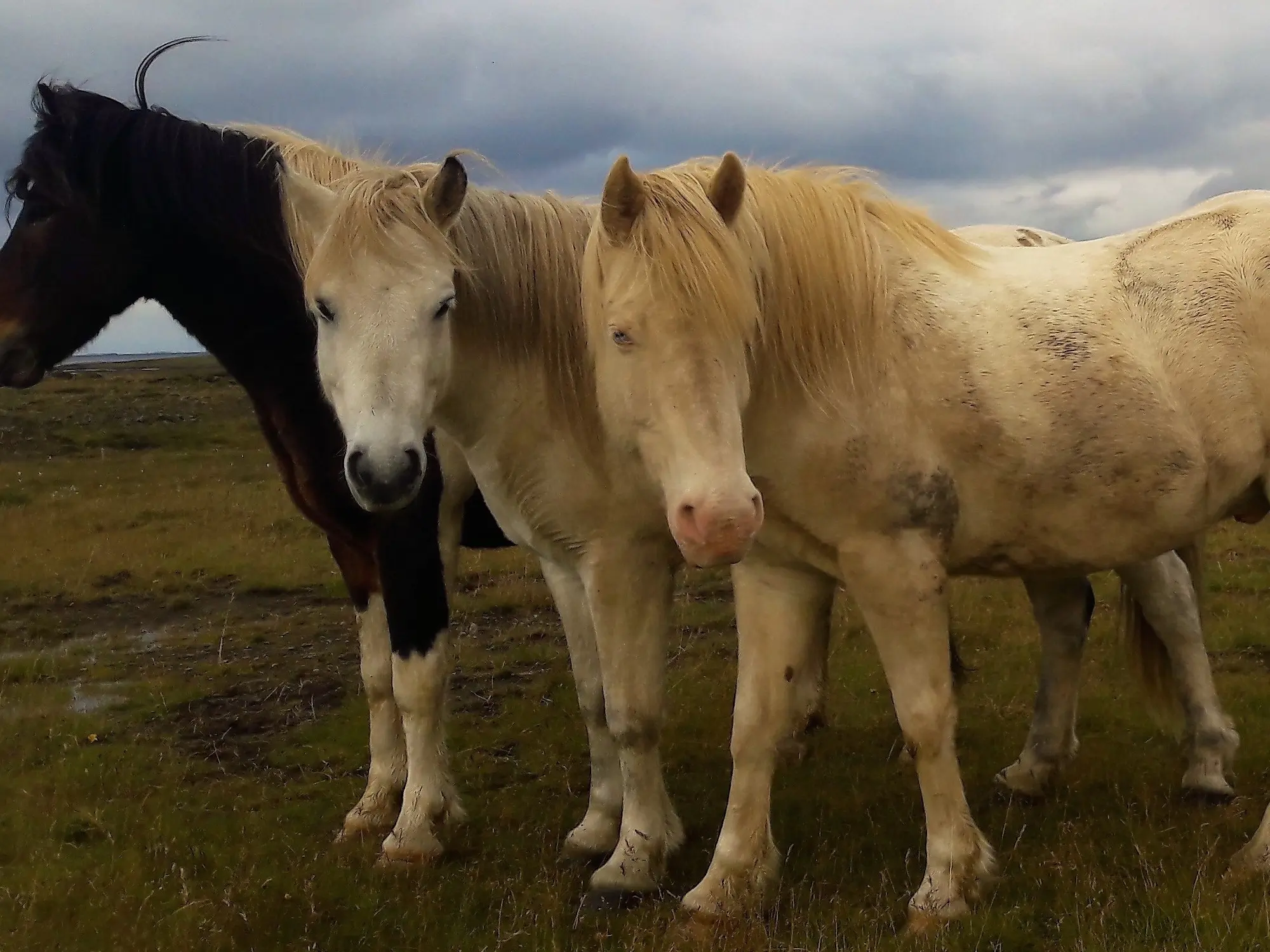 Grey horse standing with a cremello horse