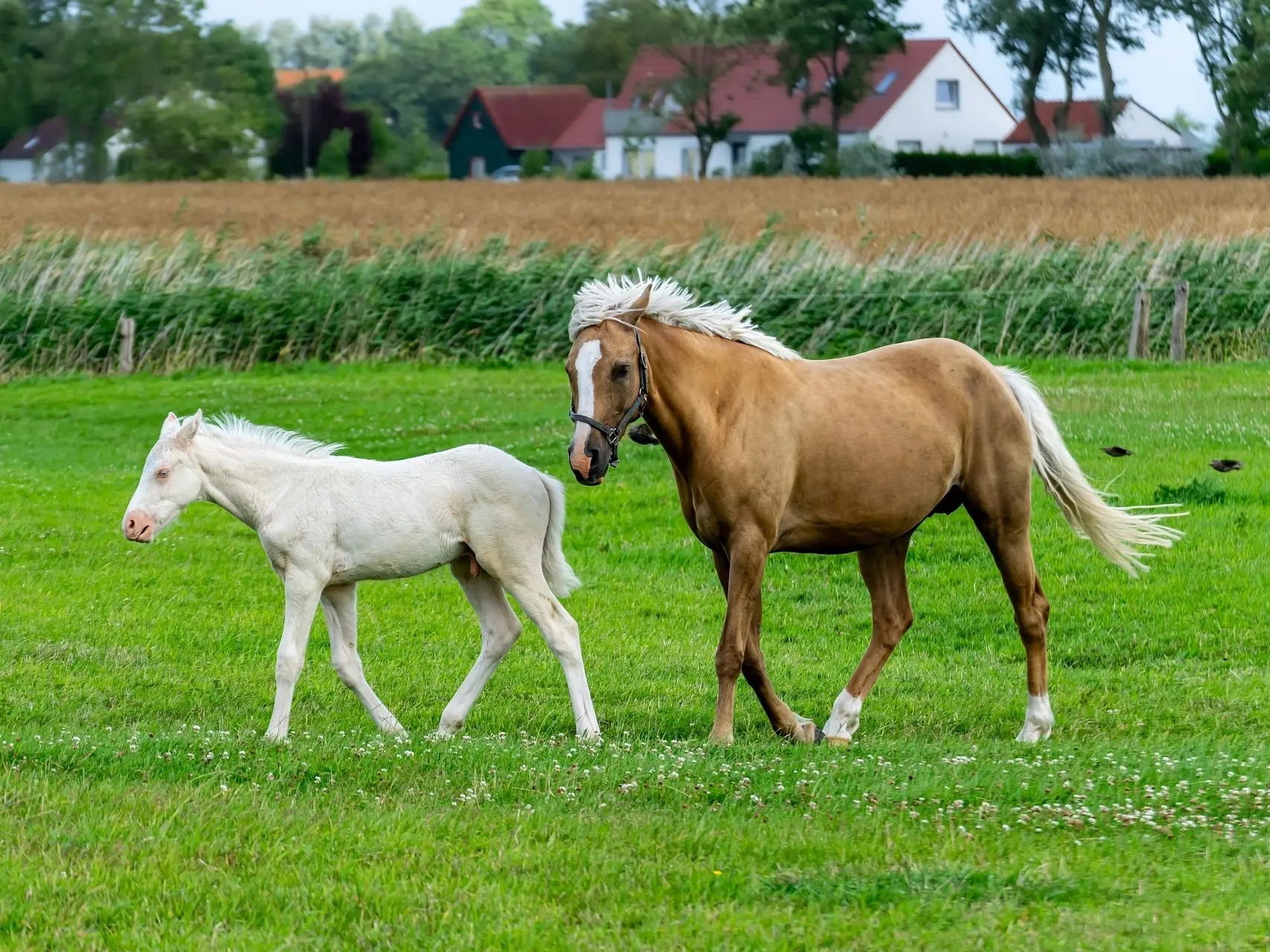 Cremello horse