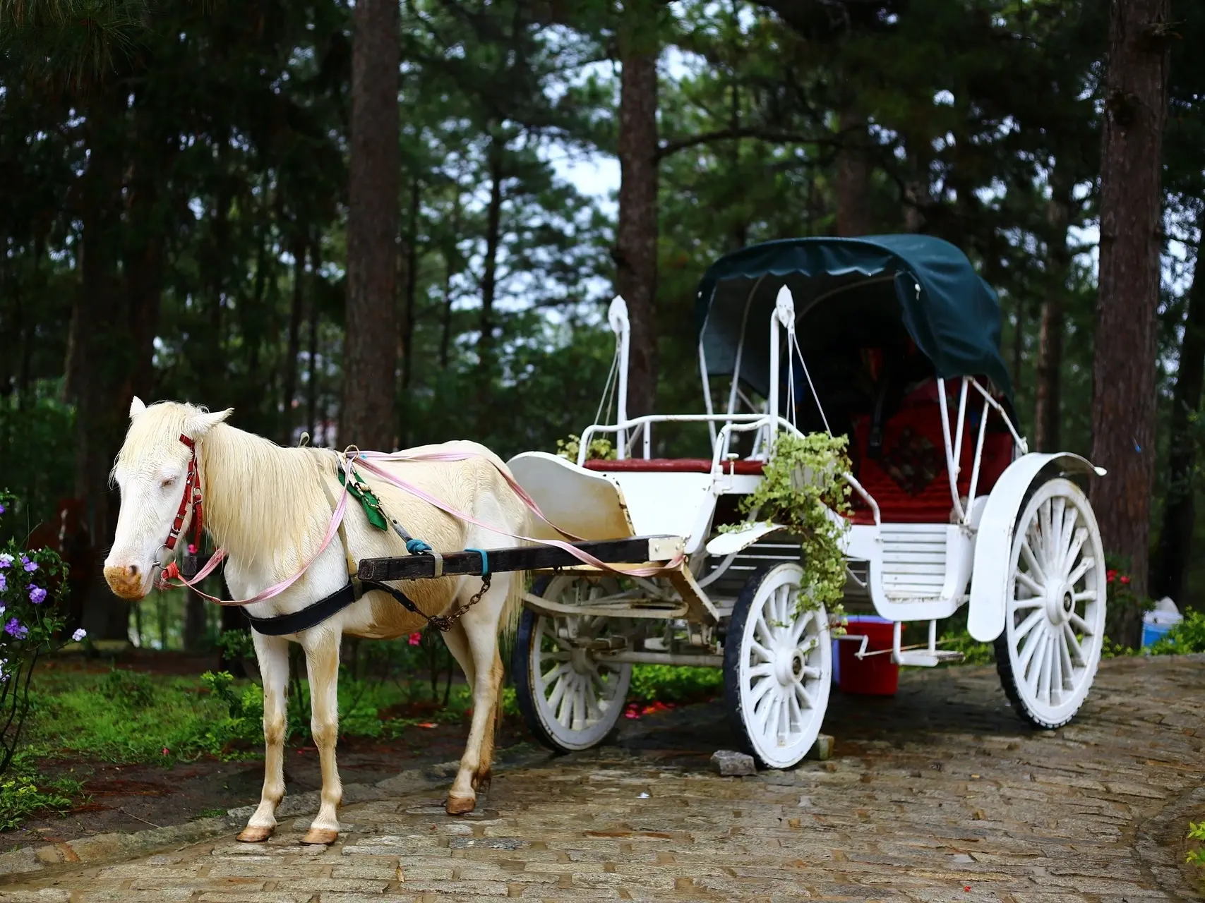 Cremello horse