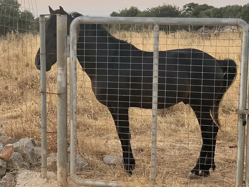 Messara Horse