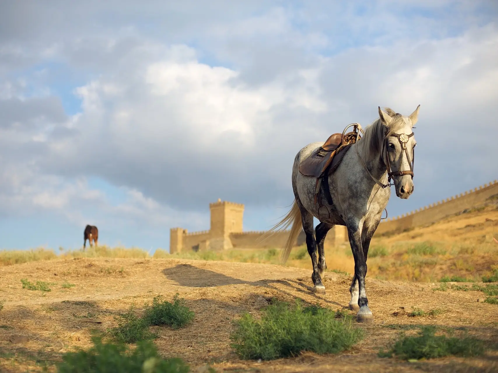 Horse with saddle and bridle walking down a dirt path