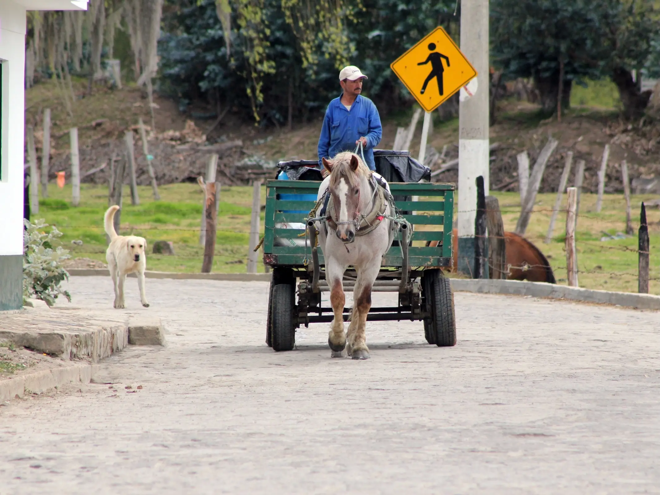 Criollo Colombiano Horse