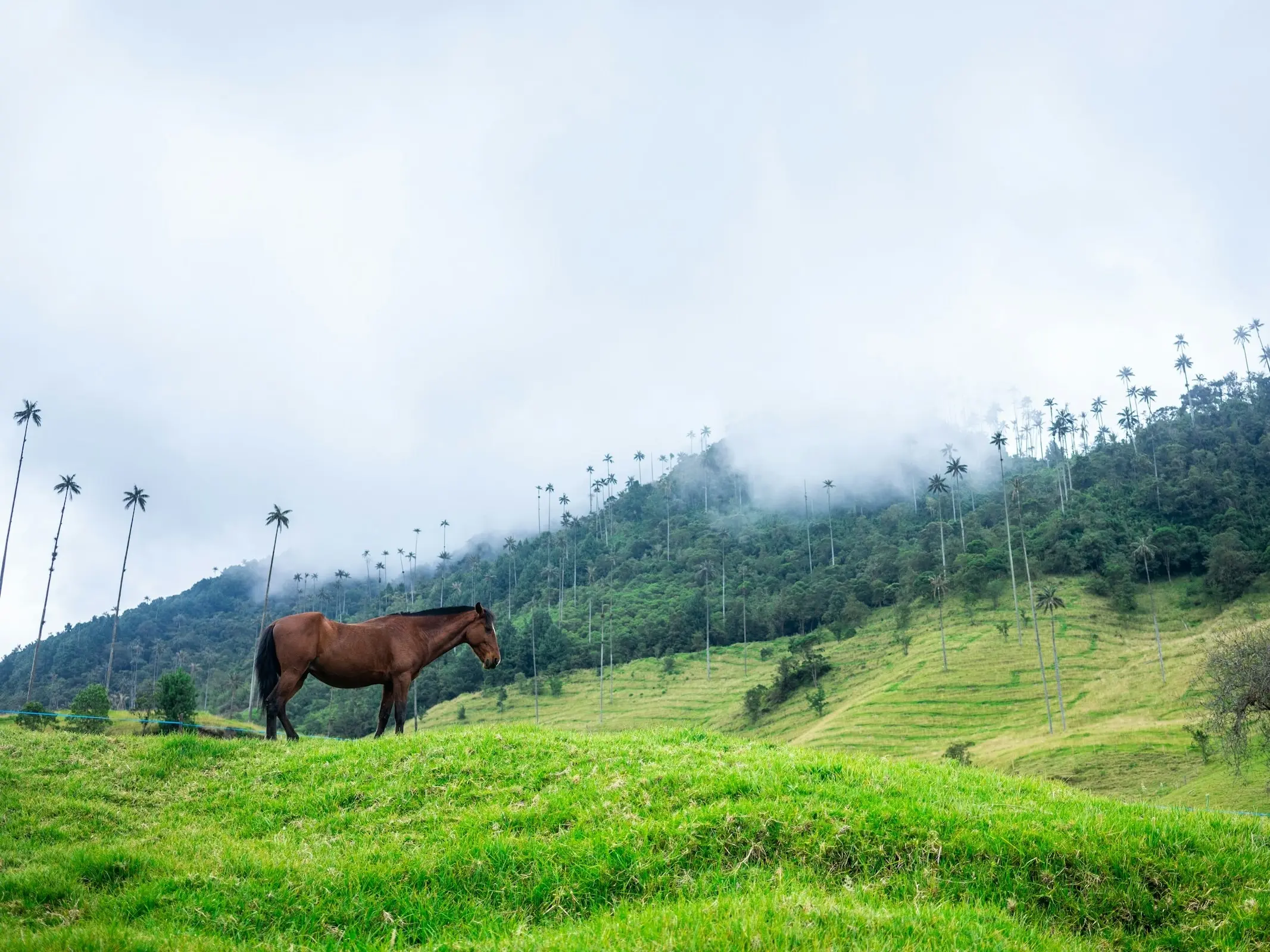 Criollo Colombiano Horse
