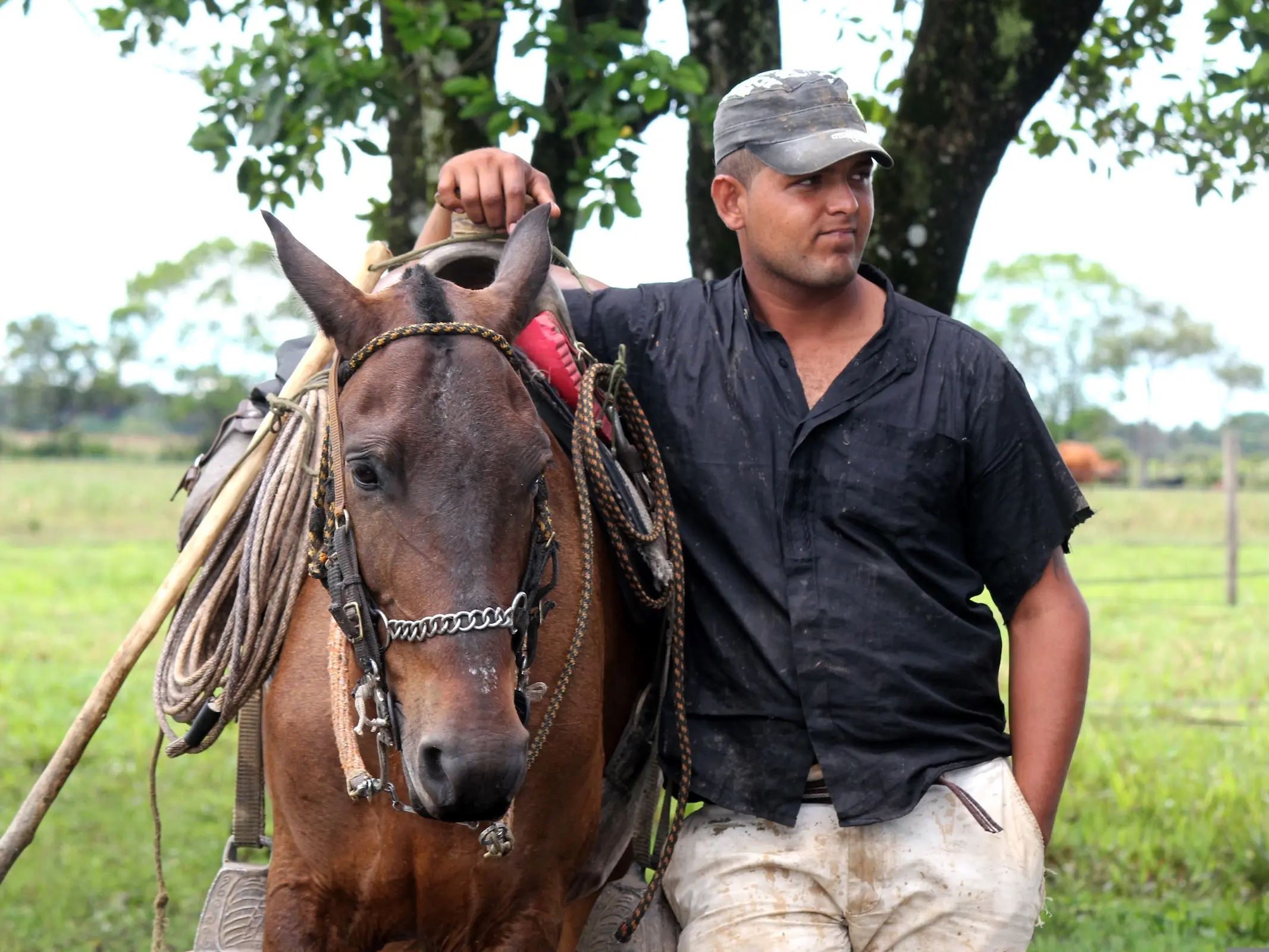 Criollo Colombiano Horse