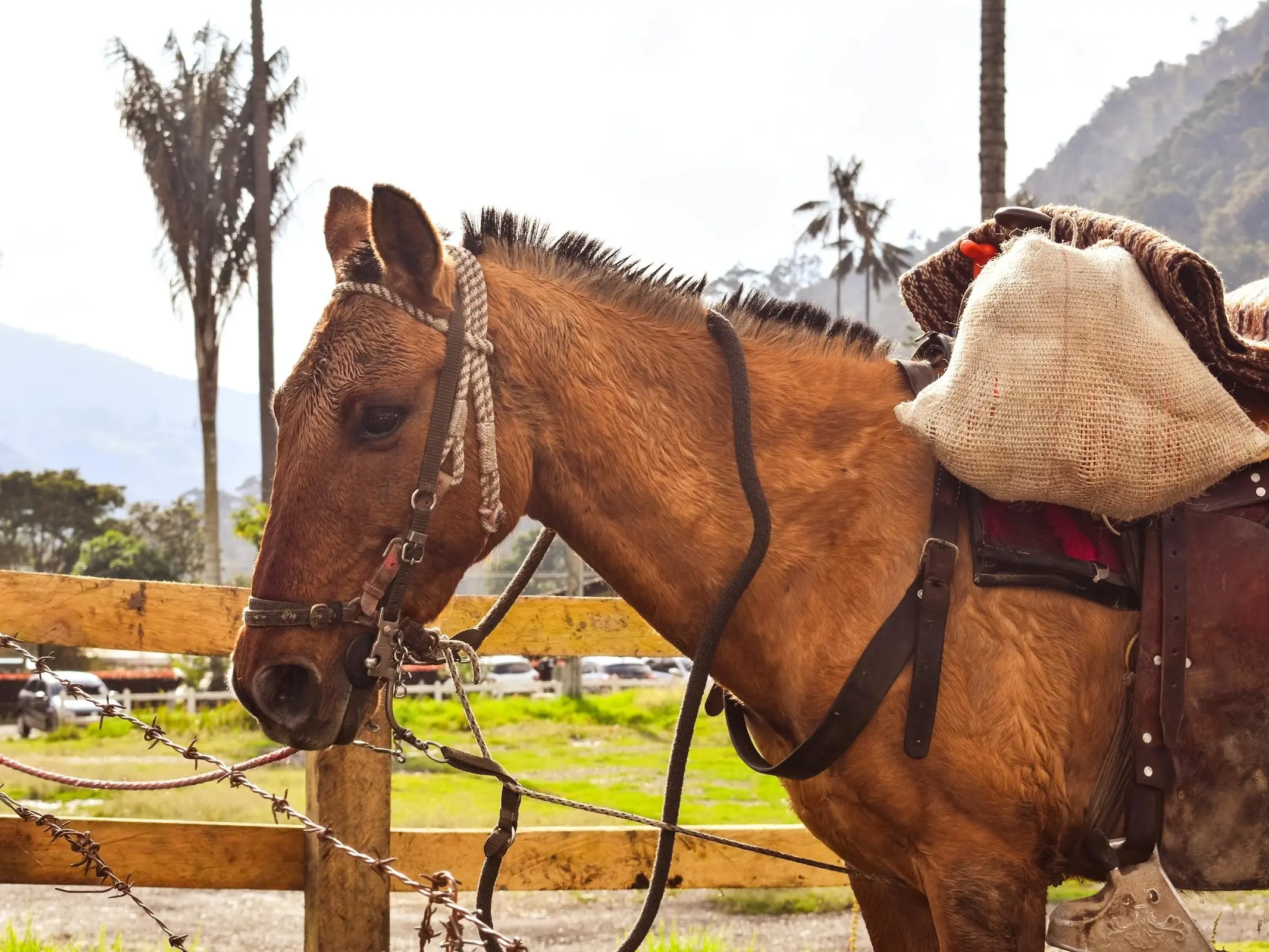 Criollo Colombiano Horse