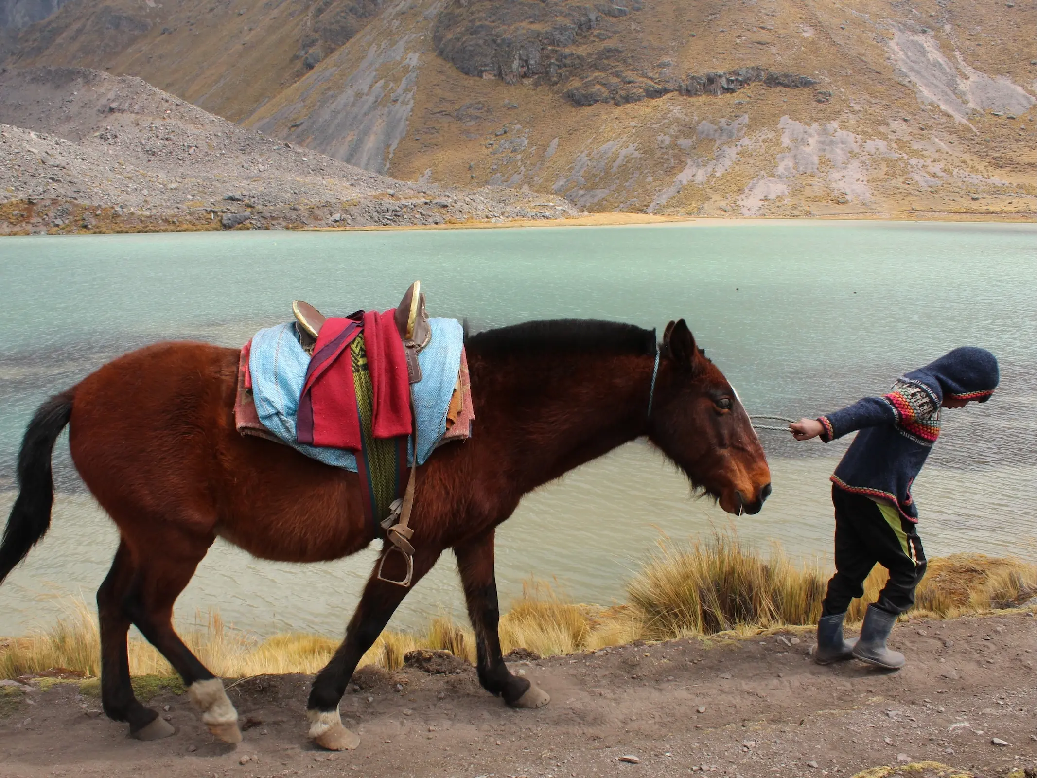 Criollo Colombiano Horse