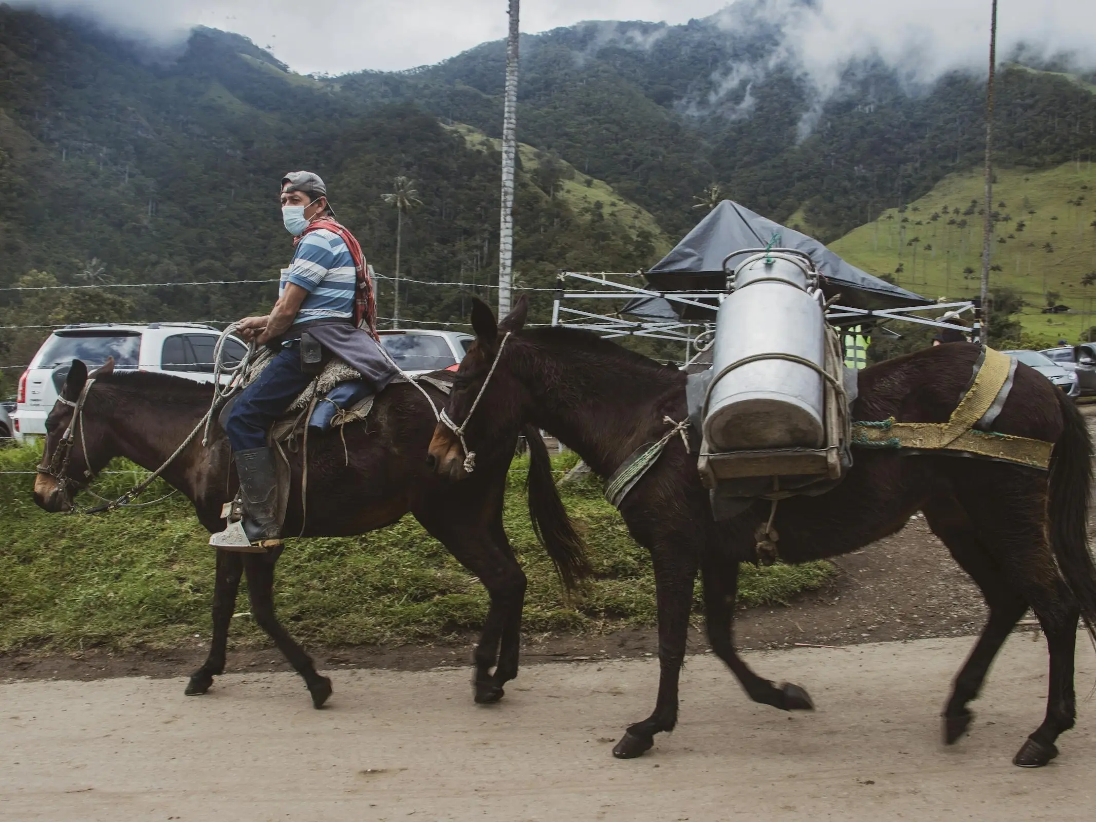 Criollo Colombiano Horse