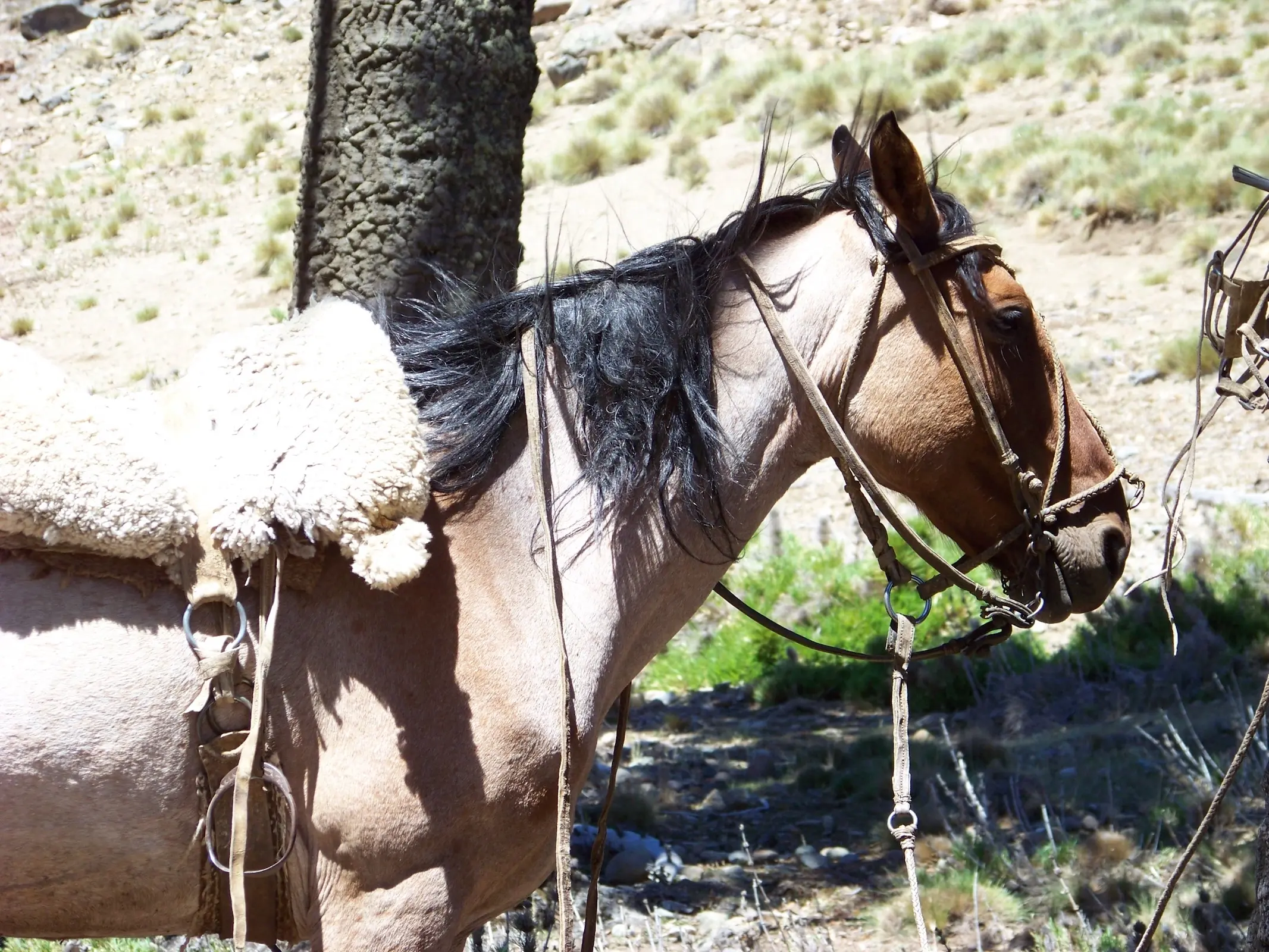 Criollo Horse